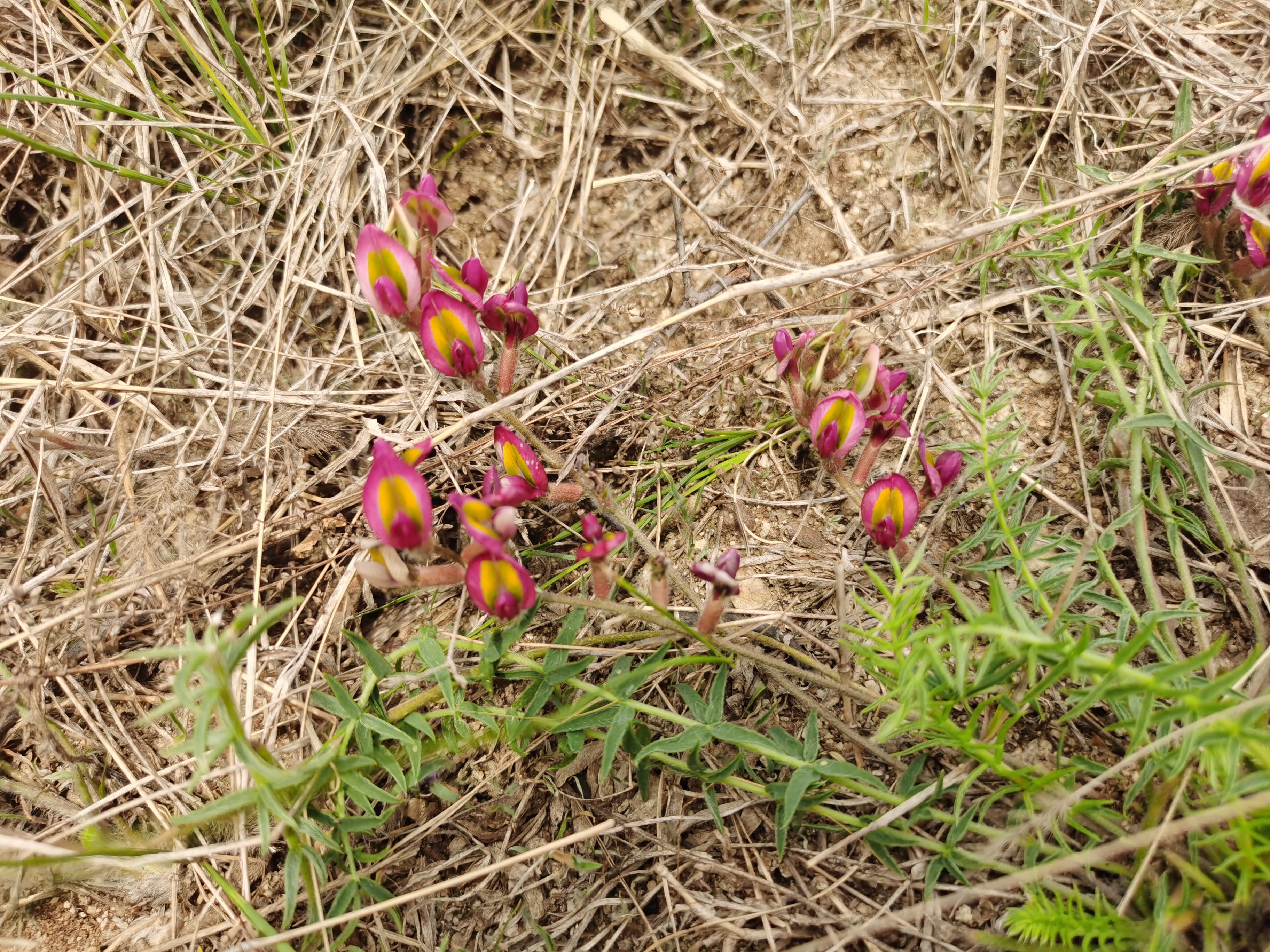 我在度娘上查了,叫地角儿苗.你们看看有没有见到过.