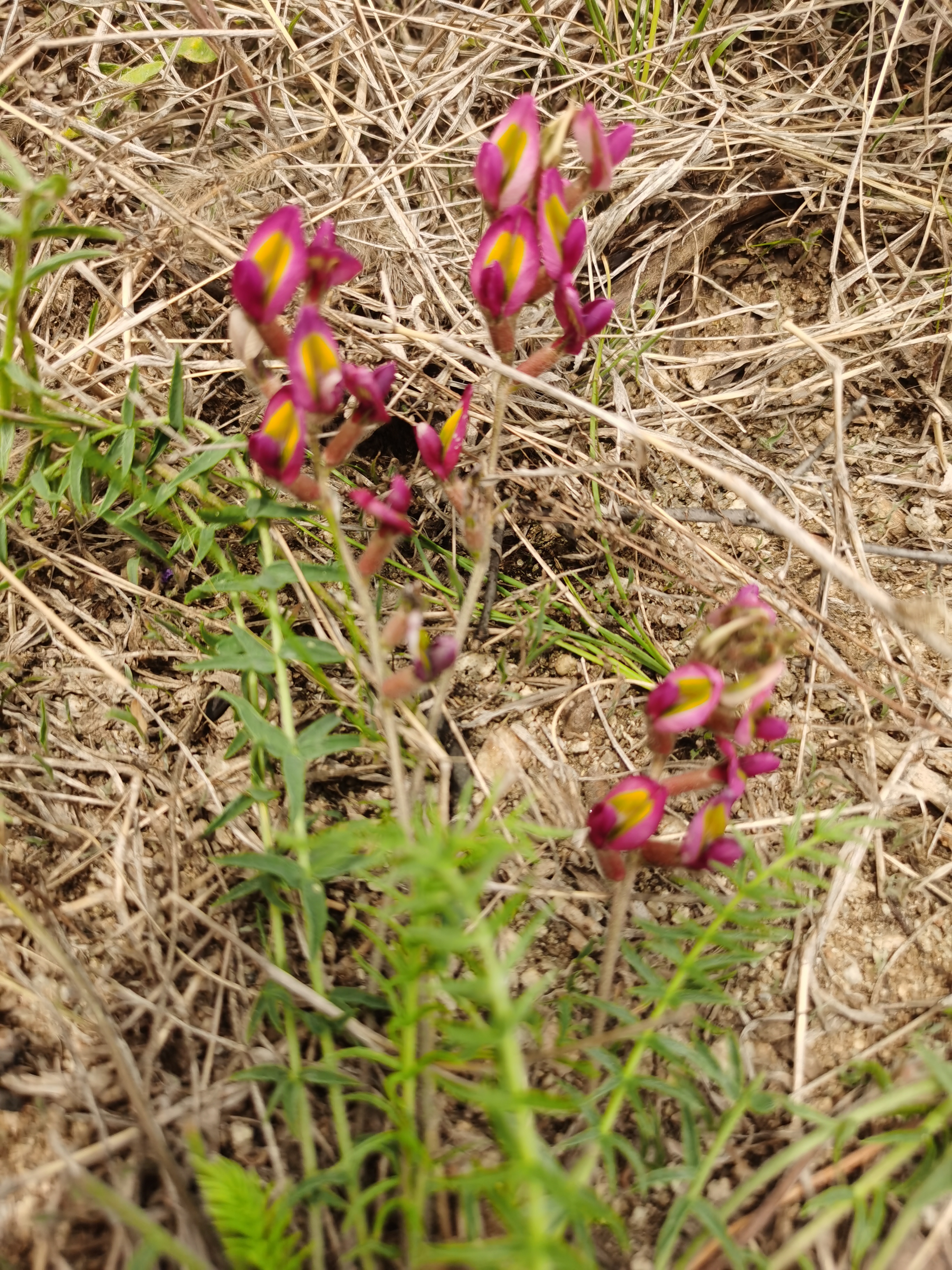 我在度娘上查了,叫地角儿苗.你们看看有没有见到过.