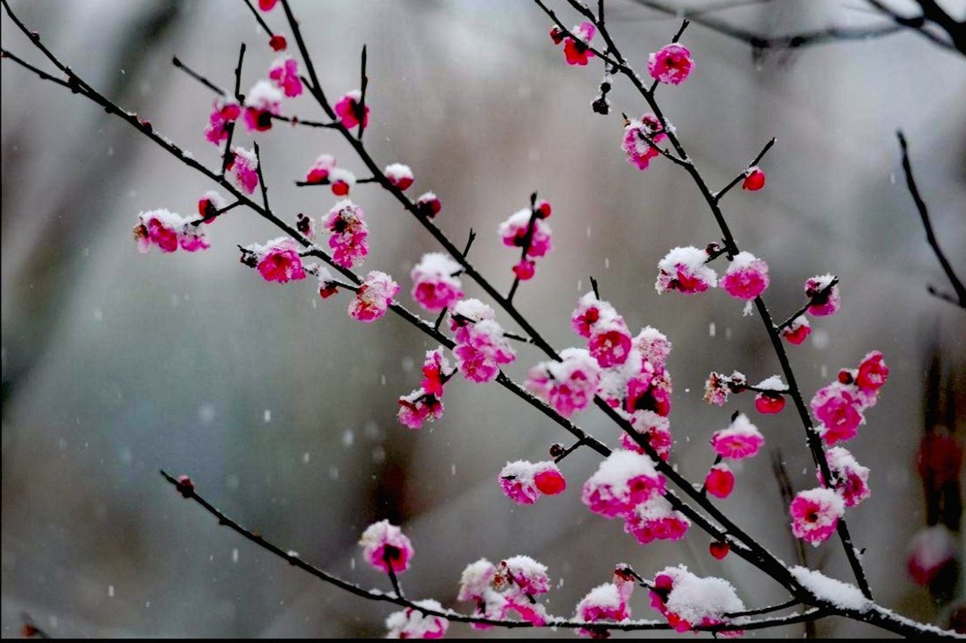 五绝 梅雪恋 文/范光永 梅花恋雪缘,非为喜霜煎.