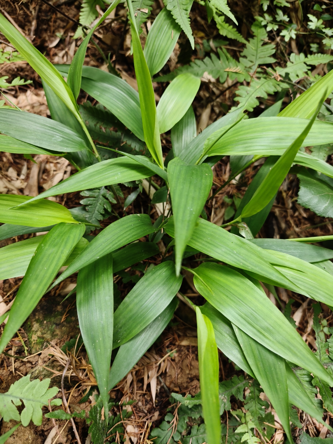 看这小竹叶,挖回家种在盆里面附庸风雅