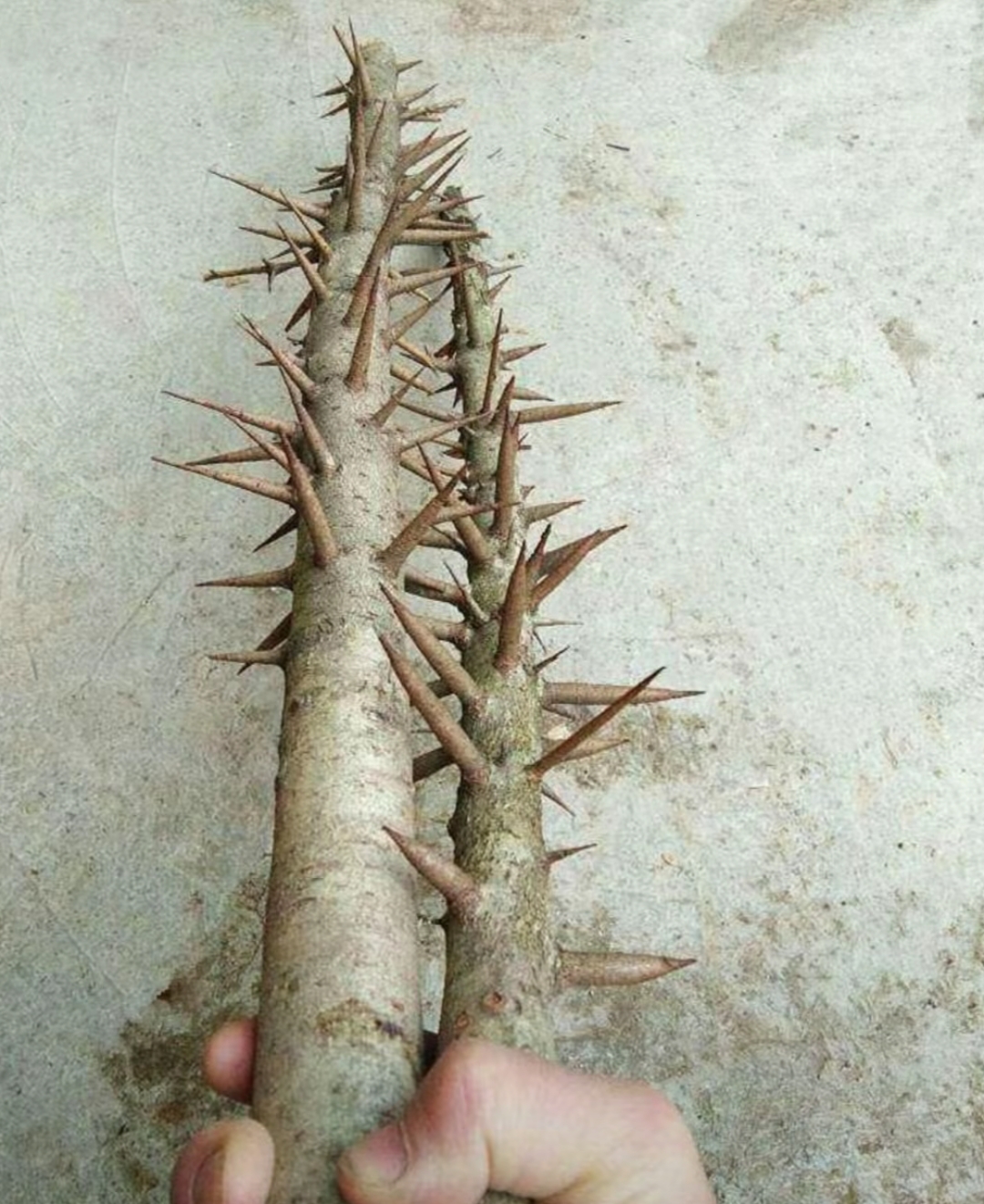 居家防狼必备神器,我敢说全网见过的不超过十人,这样的物件属实好用