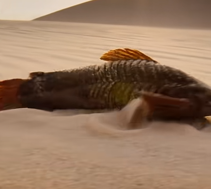 这条正在沙子中疯狂游动的鱼名叫沙漠甲鲶,他这么火急火燎的赶路,不是