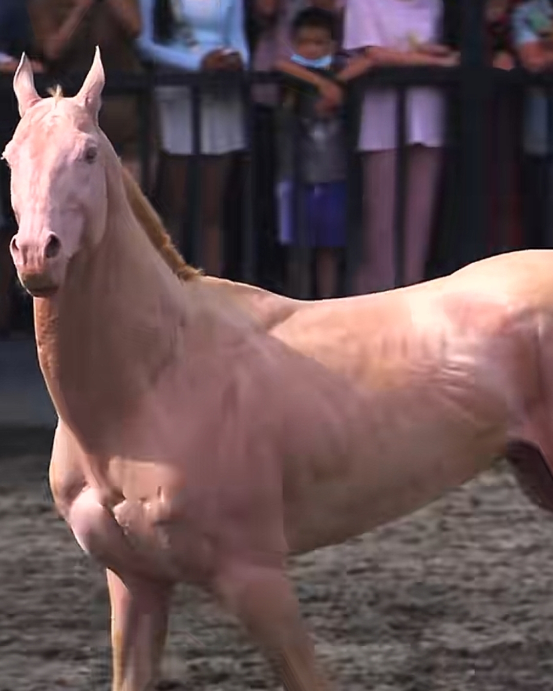 作为世界上三大纯种马之一,汗血宝马它的学名阿哈尔提心马,速度快