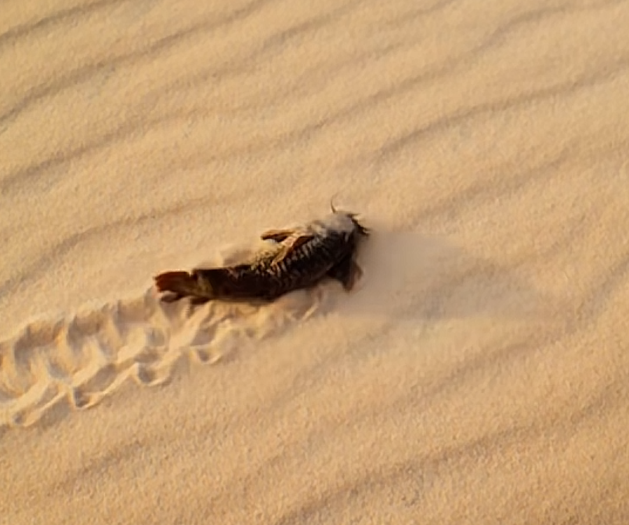 这条正在沙子中疯狂游动的鱼名叫沙漠甲鲶,他这么火急火燎的赶路,不是