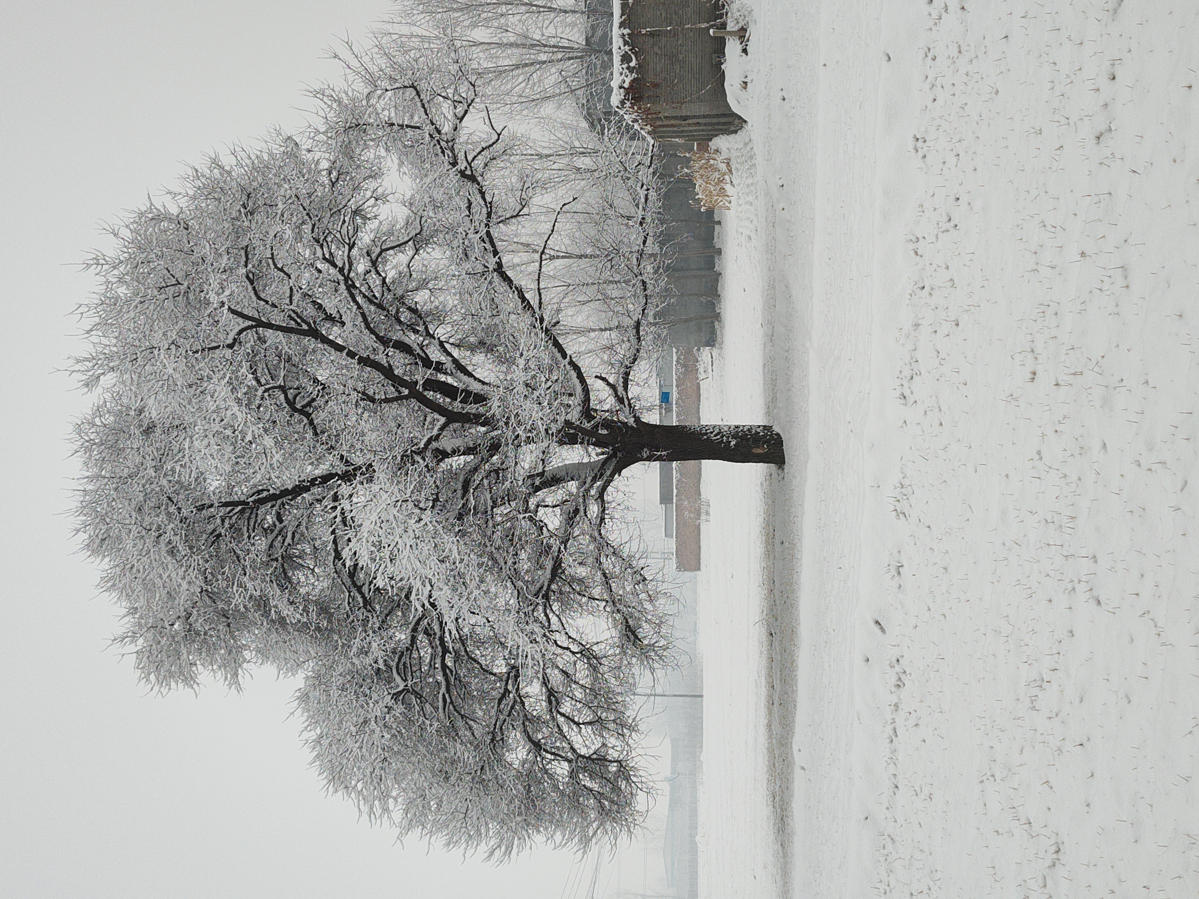 描写雪后大树的雪景图片