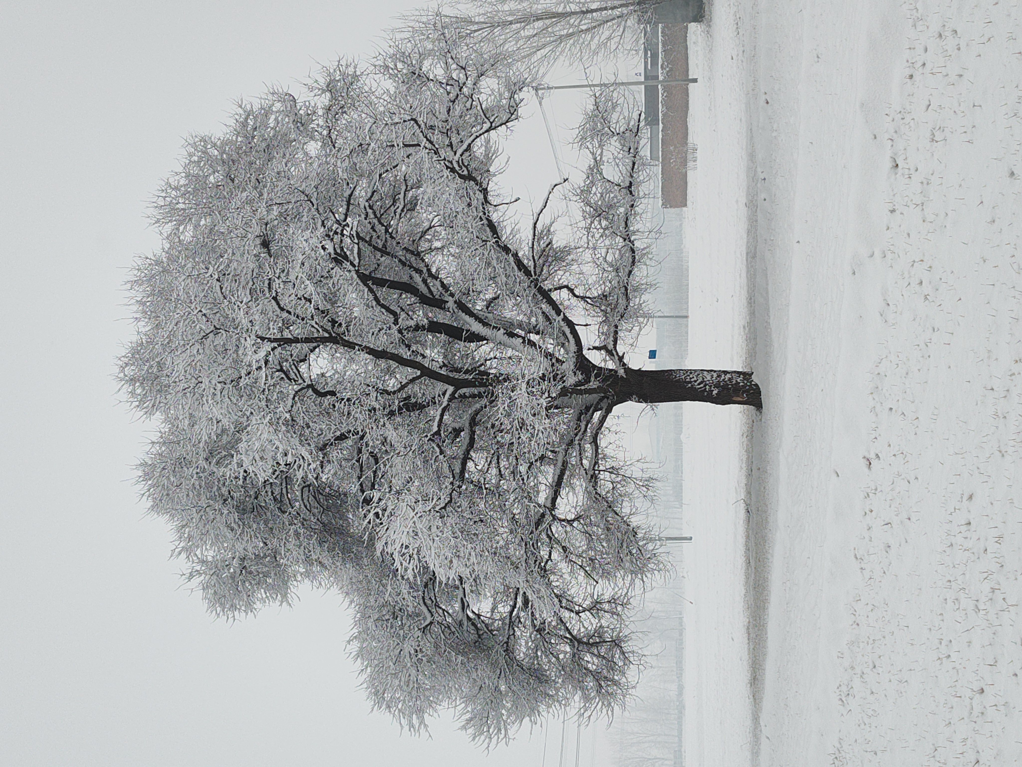 描写雪后大树的雪景图片