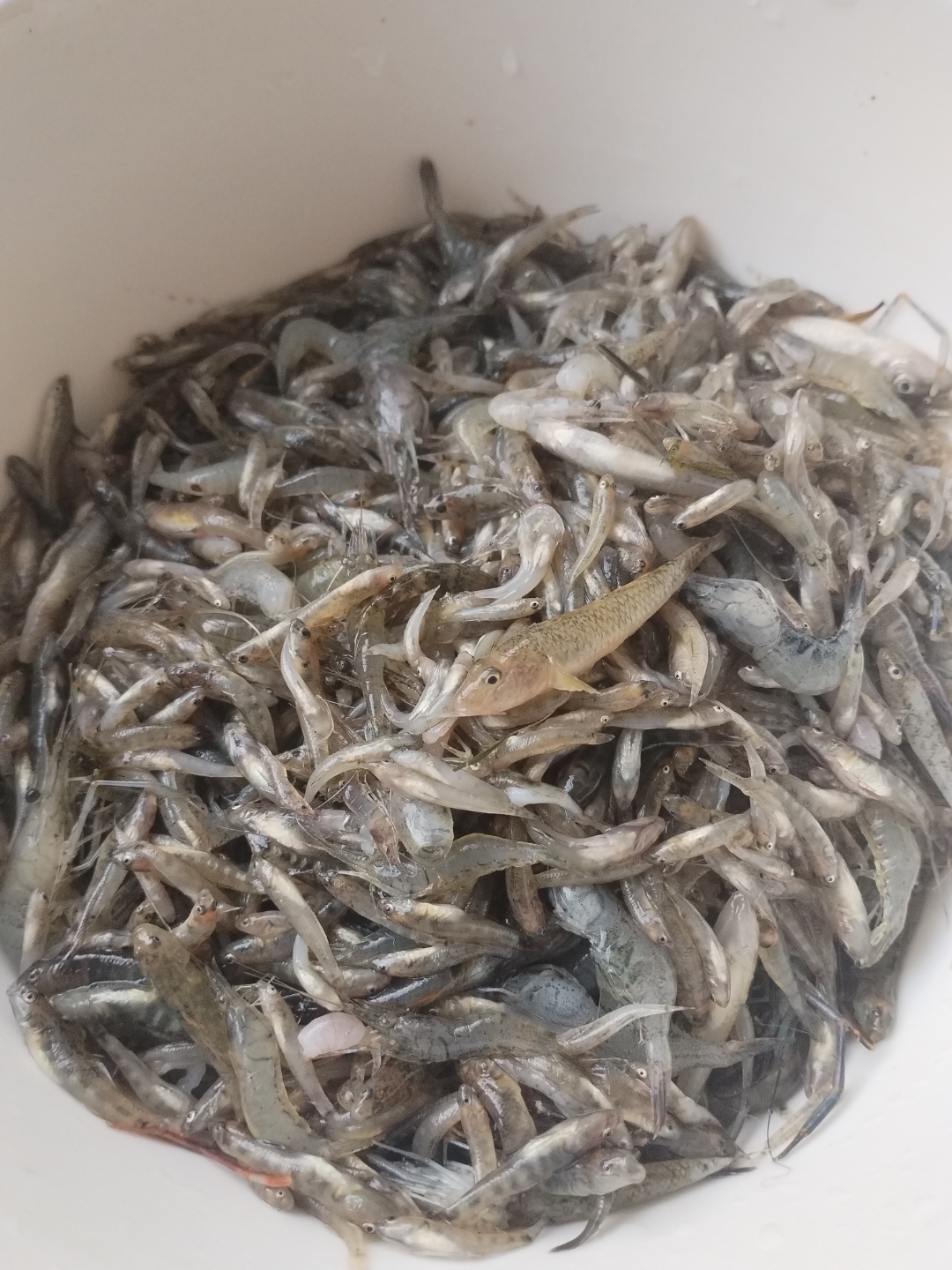 天津特色美食家庭酱焖小鱼小虾! 主料:鱼,小河虾,东北大酱!