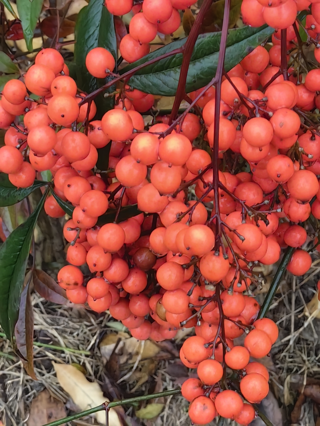 下午出来走了下,路边树叶掉了一堆,红色的果子格外显眼,尽管不知道这