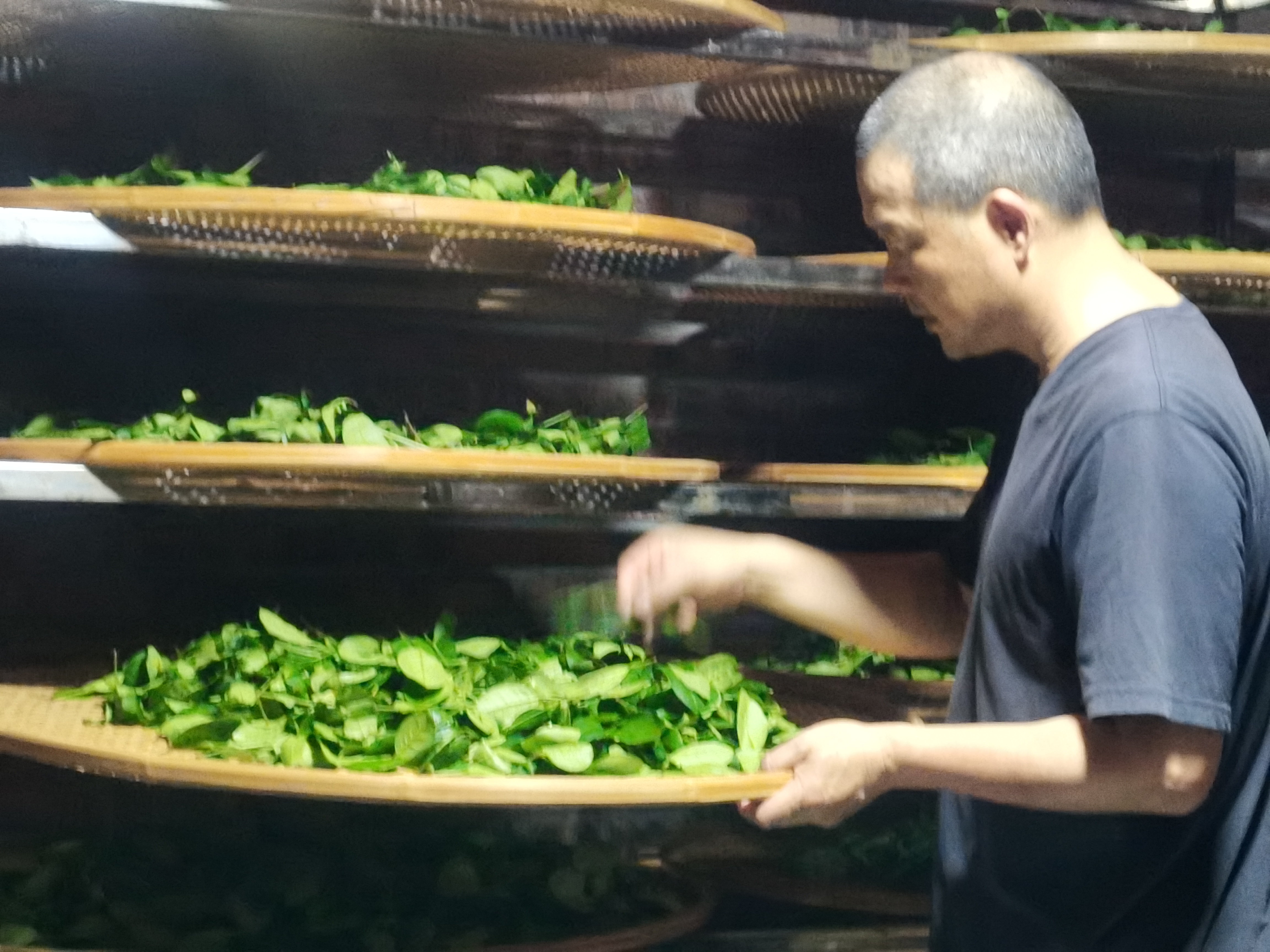 武夷岩茶名枞系列  指的是从"菜茶"品种中经过长期选育而成,自然品种