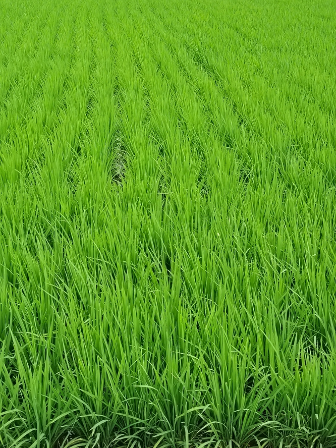 站在这片翠绿的稻田之中,满眼皆是蓬勃生长的稻苗