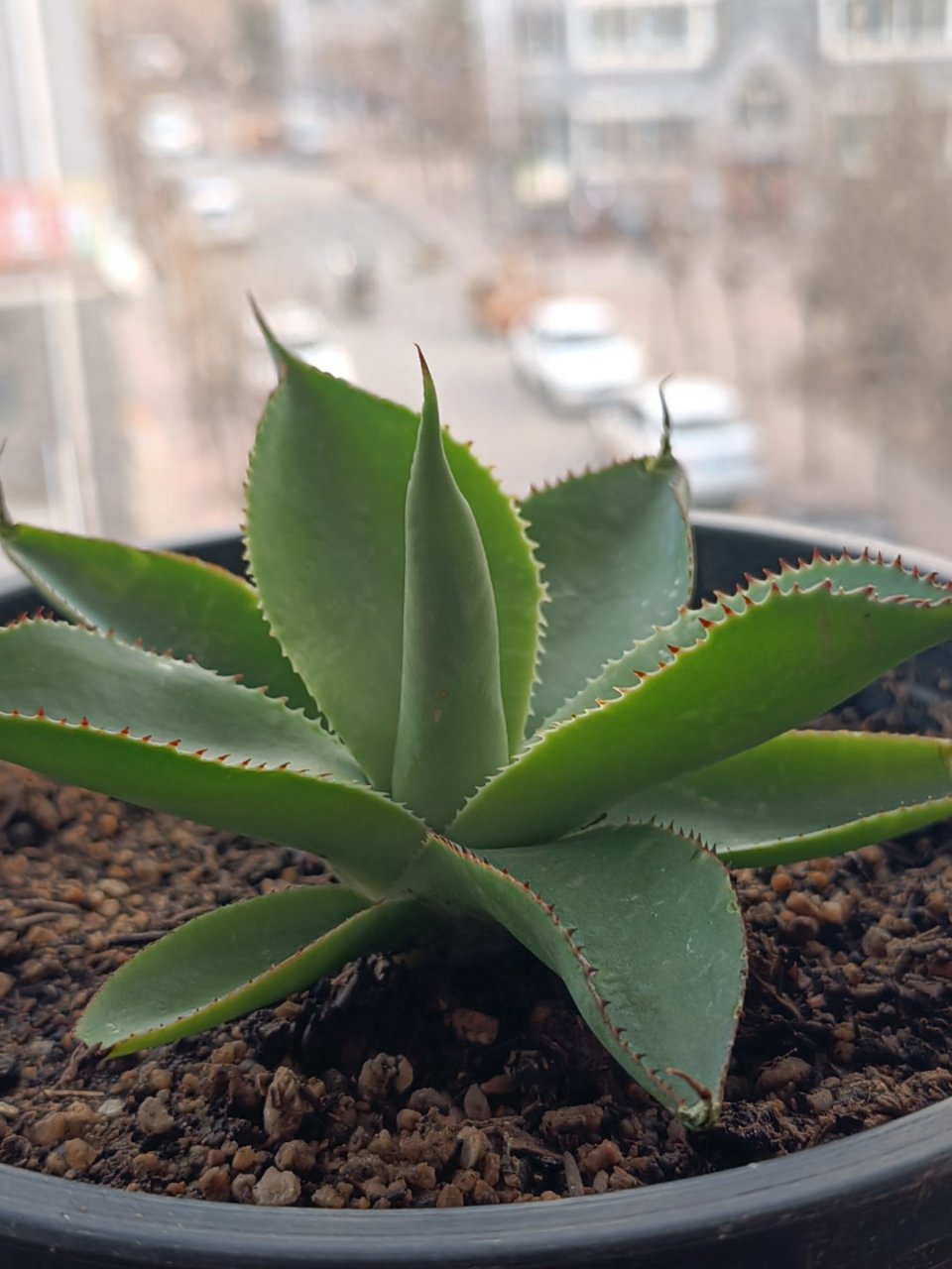 龙舌兰绿荷变种,引进品种,红色密集的叶缘边刺非常醒目,属于小清新的