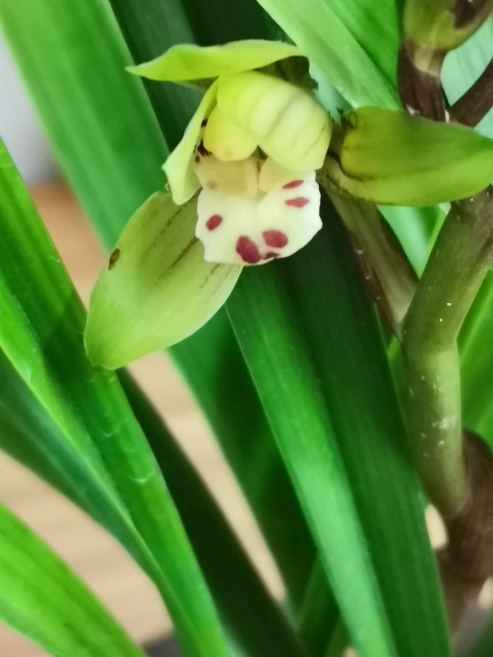 买的时候卖家告诉我说是建兰忆香荷,现在开花了怎么一点也不香,大哥们