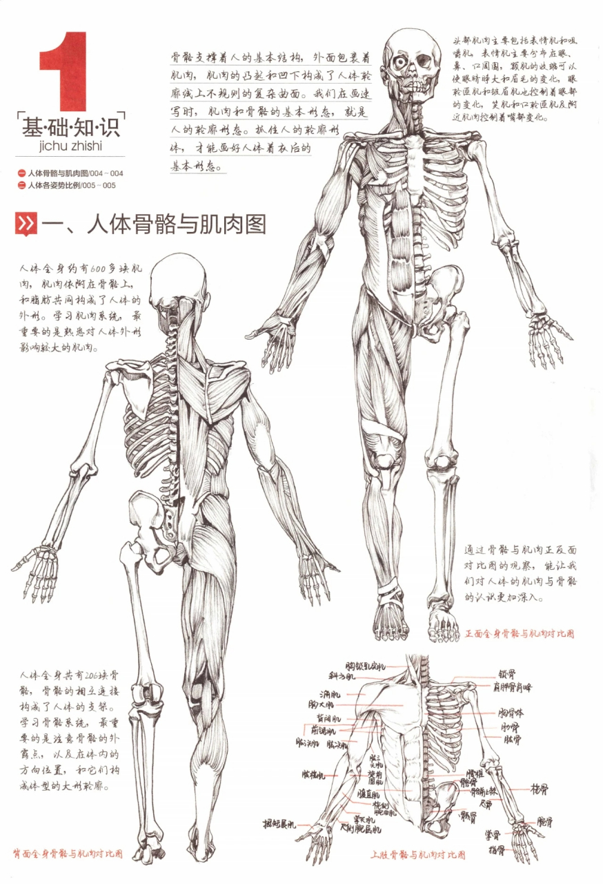 人体比例及骨骼肌肉