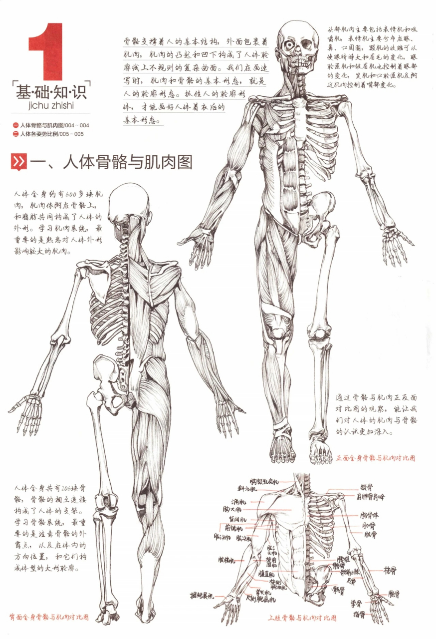 男女骨骼差异图肌肉图片