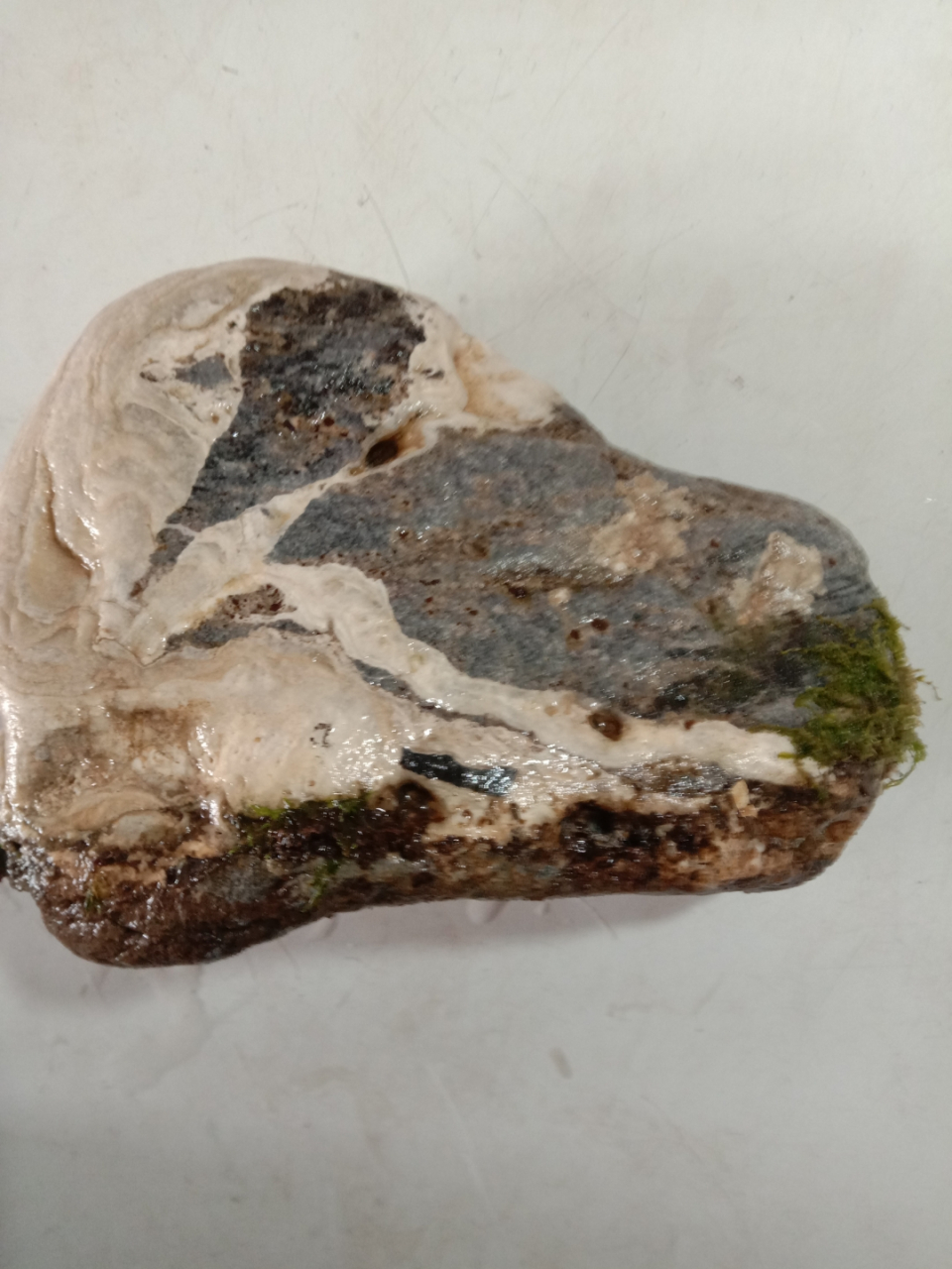 奇石(小孩新式鞋子)