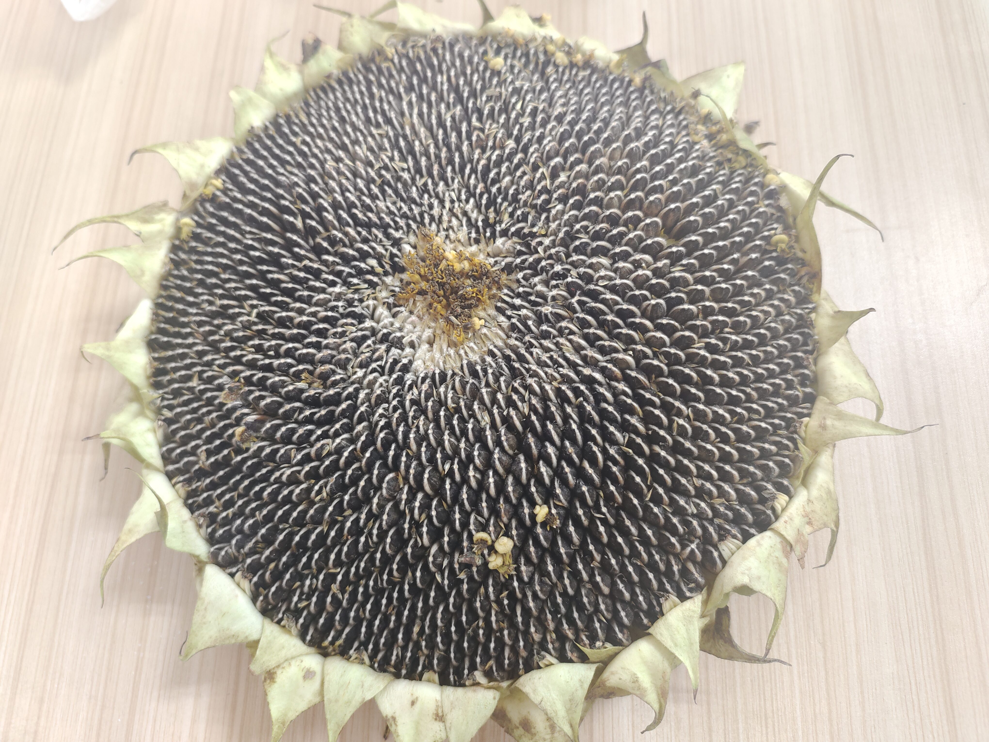 这葵花籽还带着刚从地里摘下的气息.拿在手里,沉甸甸的