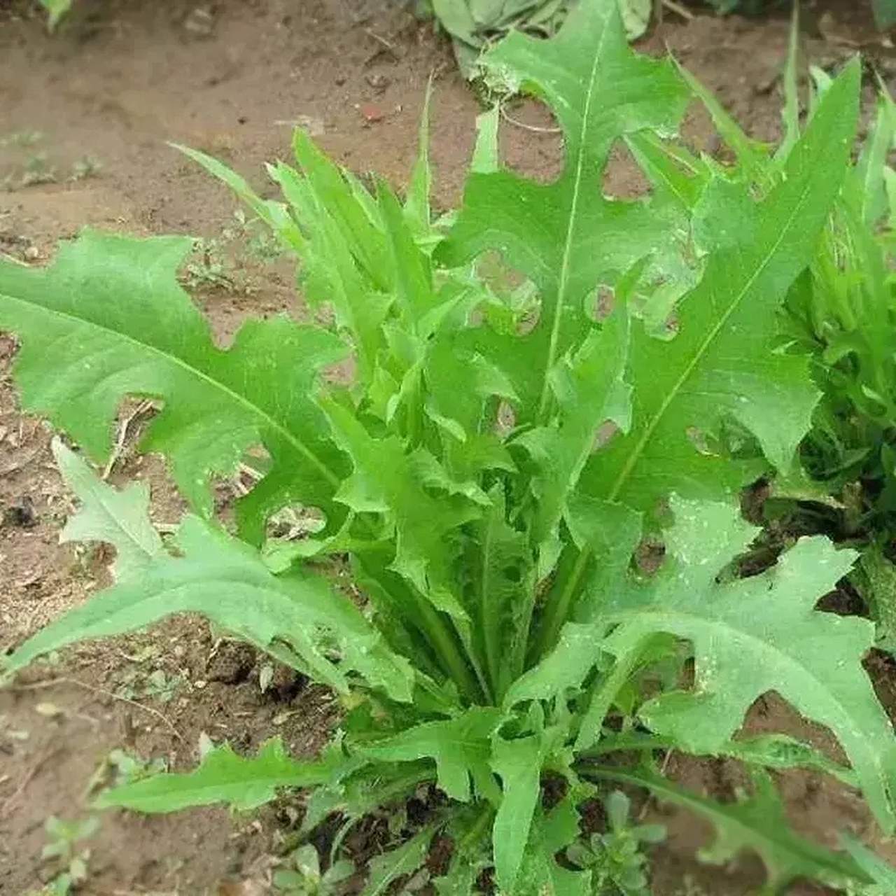 这种野菜徐州叫苦菜,挖出来洗干净拌上面粉,上锅蒸十分钟连吃两次,你