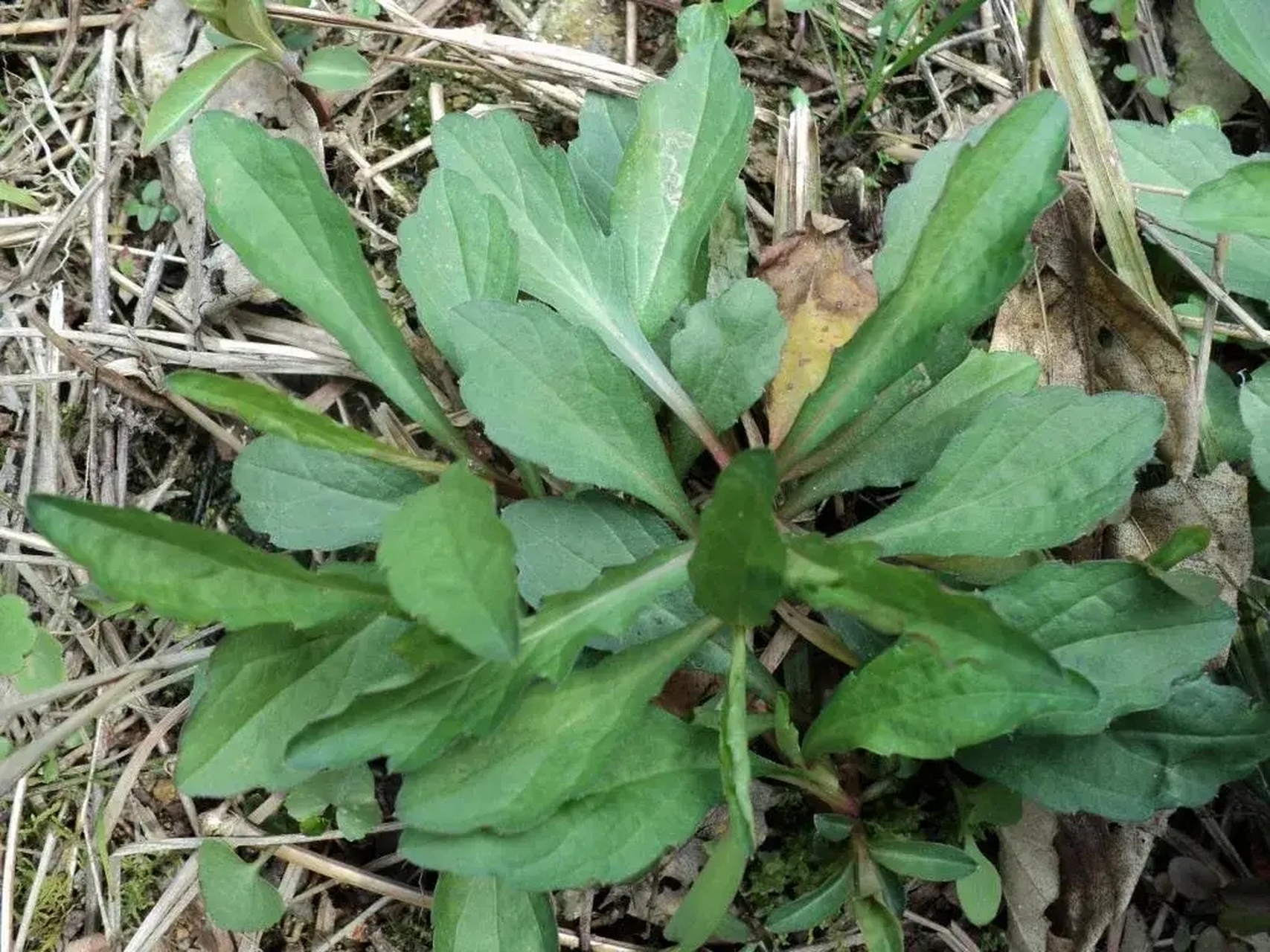 地区连野菜图片图片