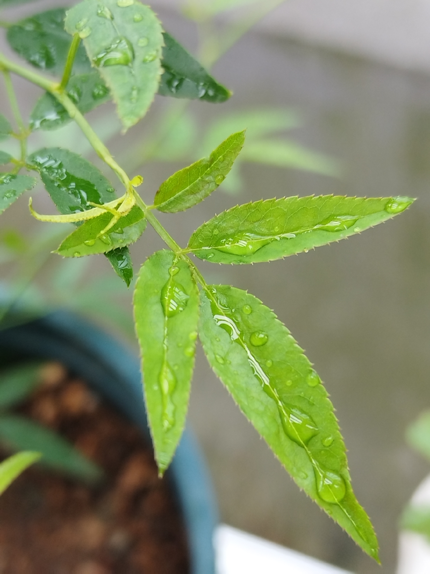 大自然清晨雨露图片图片