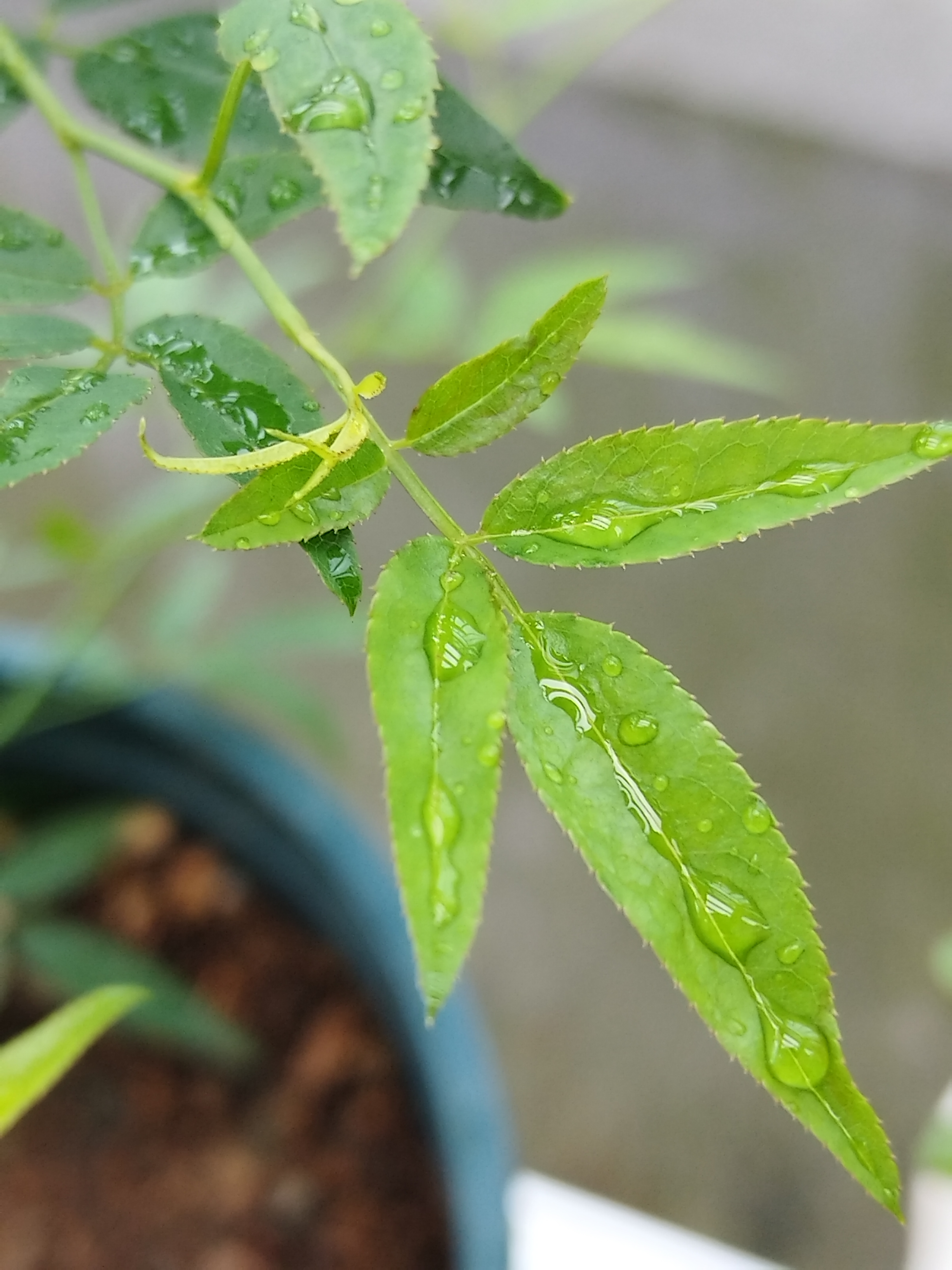 清晨,天上飘起了毛毛细雨,晶莹的雨露轻轻地洒落在大地上,润泽着这一