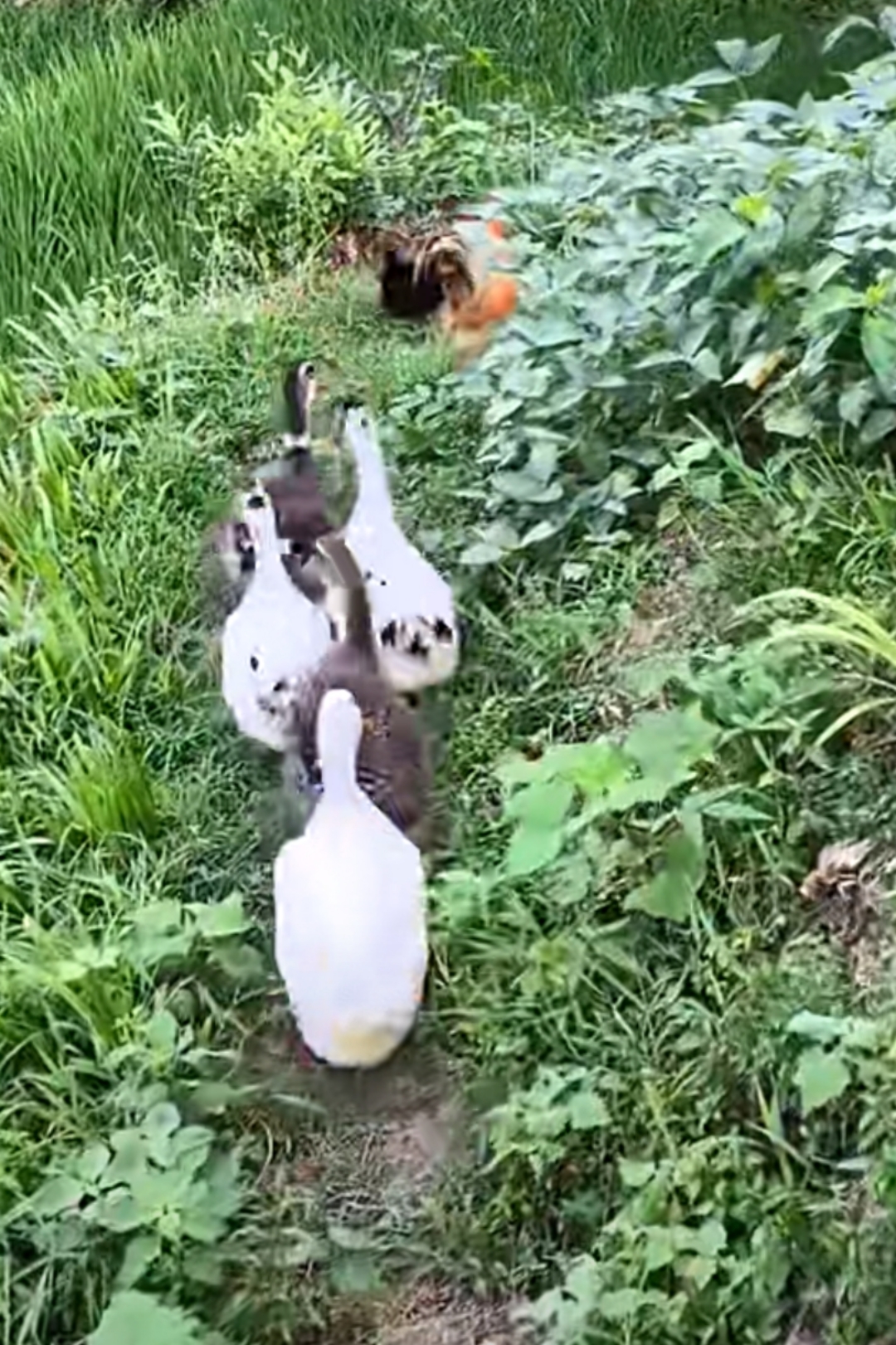 大公鸡领着一群鸭子,摇摇摆摆地走在田间小道上,咯咯咯,嘎嘎嘎…  ,欢