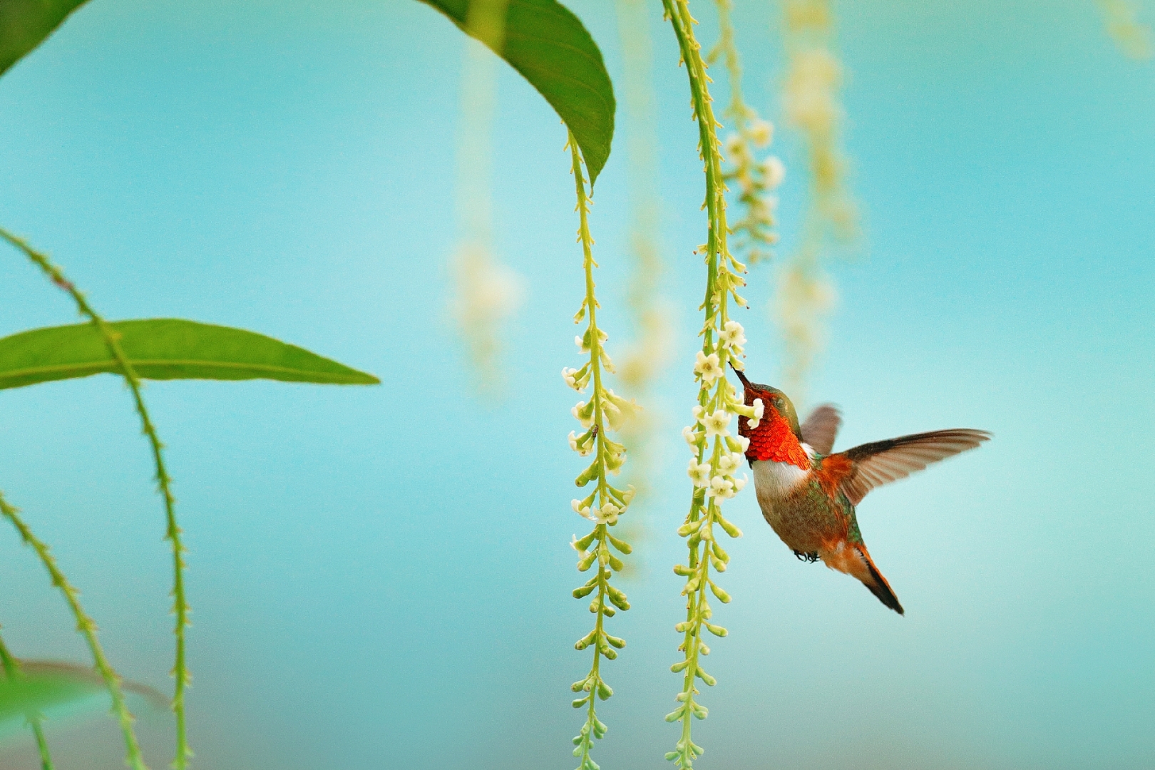 在这春意盎然的美妙时刻,一只小巧玲珑的鸟儿,正悠然