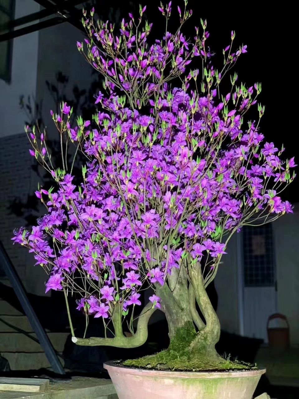 今年最好好看的映山红紫花桩,一千米一棵确实不错#盆景