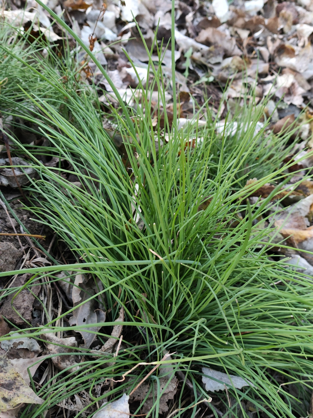 其实,他不属于韭菜类,其学名称之为:薤白