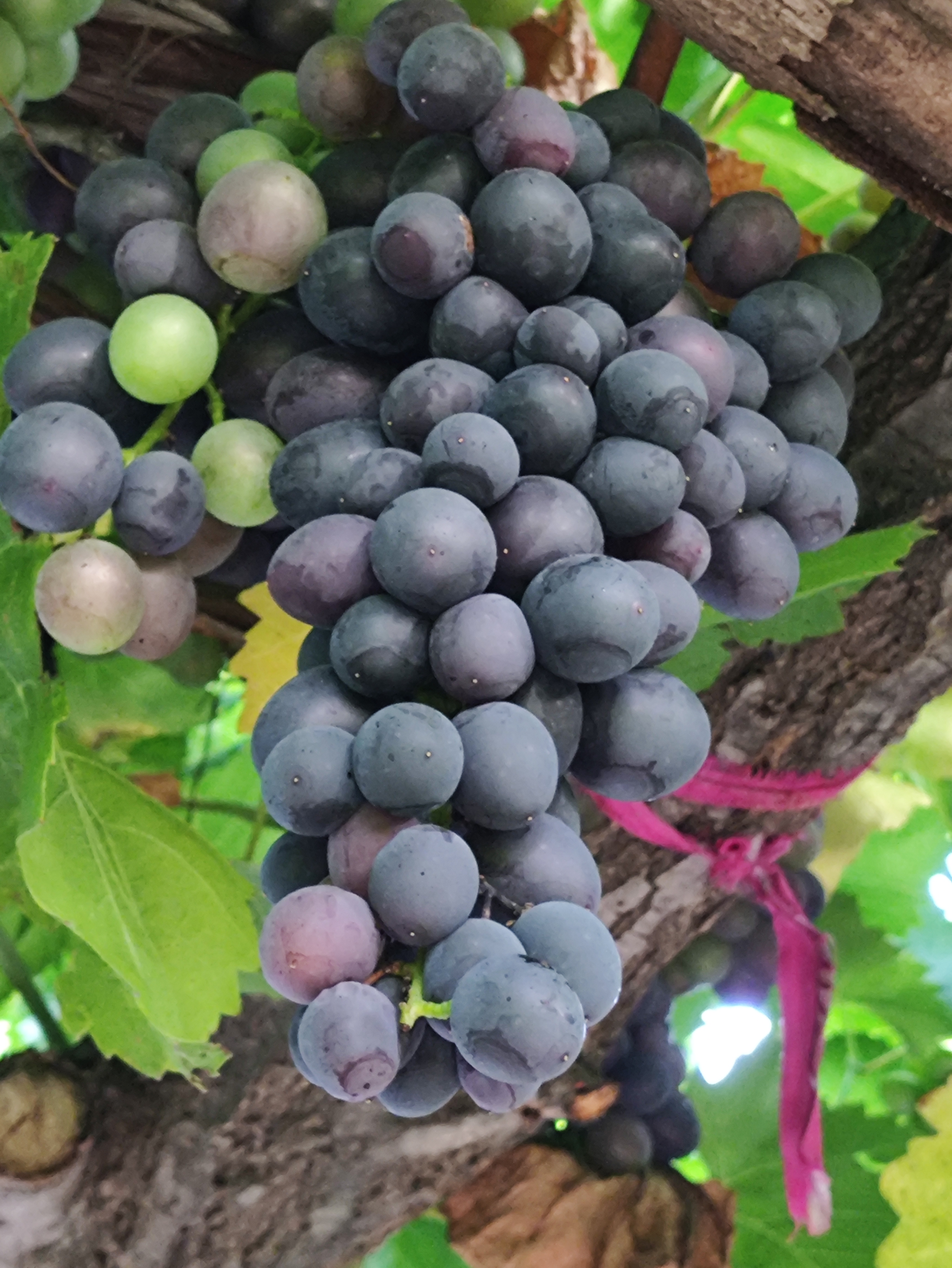 初秋的早晨,开始了漫无边际的漫步,踏着刚被大雨冲刷的