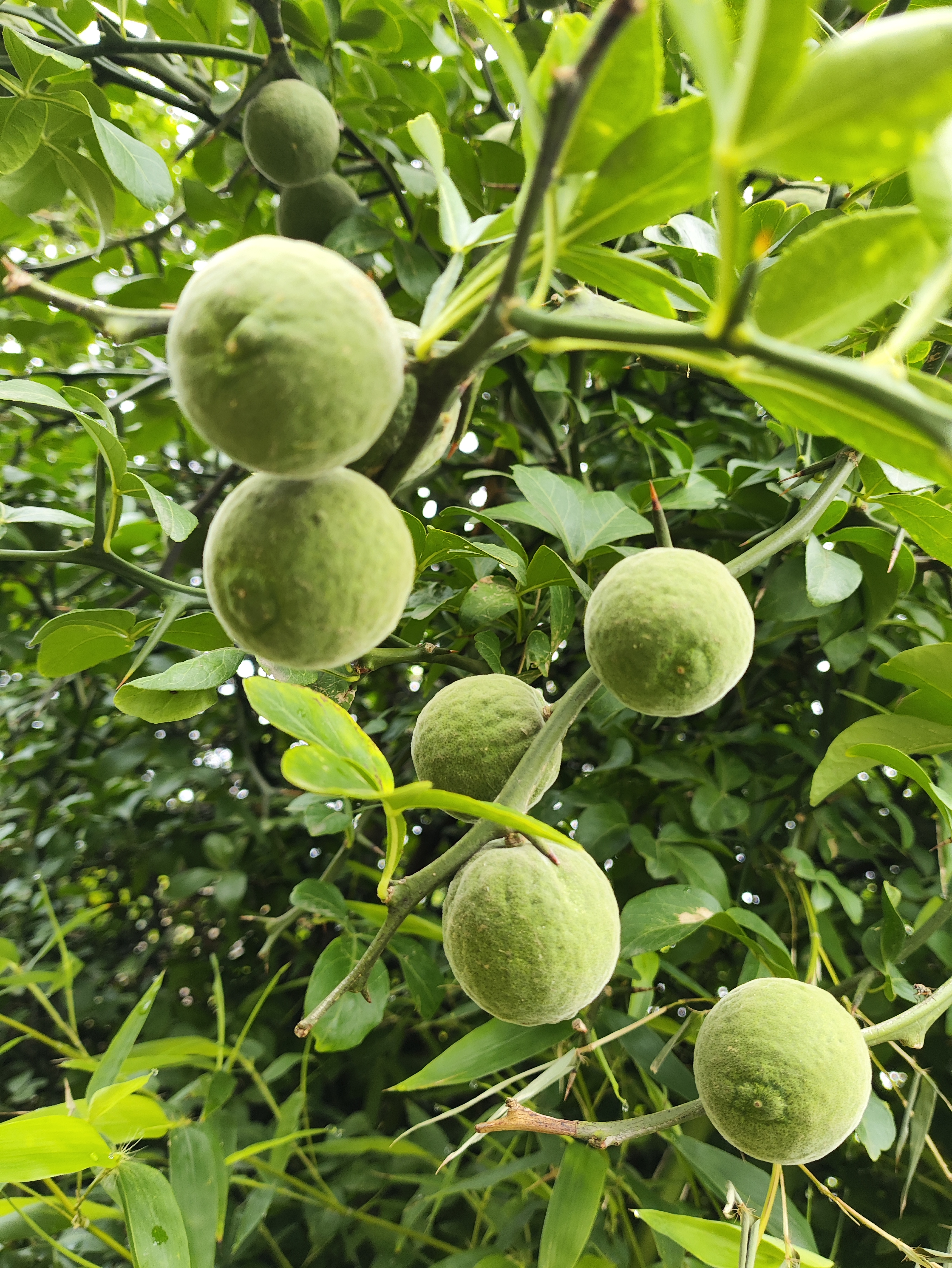 花园围墙绿意盎然青青枳果,清果香扑鼻