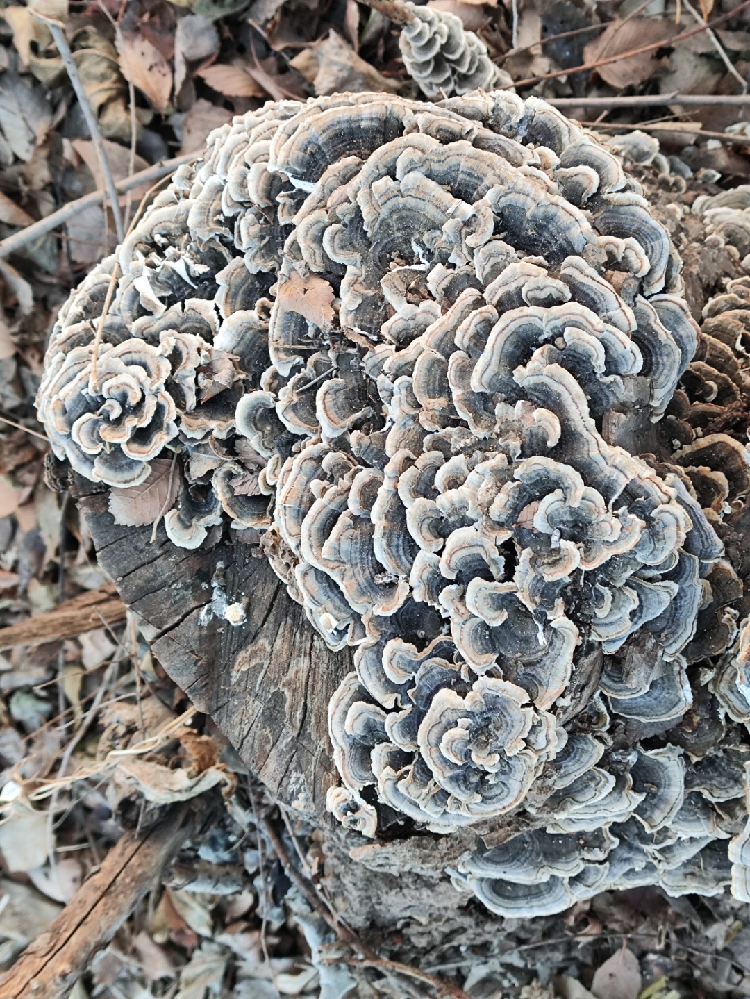 有一块腐朽的杨树桩,这树桩上长满了层层叠叠的树舌,也叫木灵芝