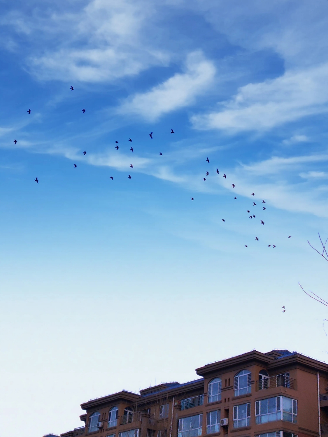 唰唰唰的一声响,抬头望去,一大群鸟儿,飞过高楼大厦,在天空自由盘旋
