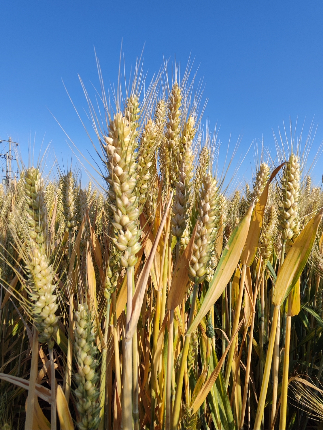 夏日的午后,漫步在这片金黄的麦田,仿佛置身于一幅美丽的画卷中.