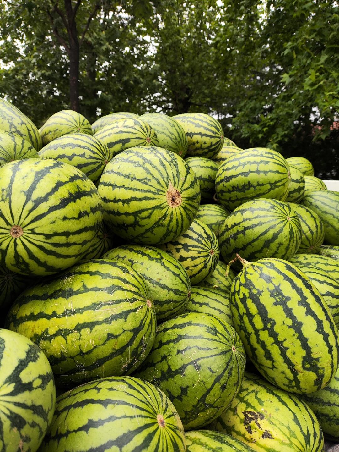 炎炎夏日,遇见这一堆绿油油的西瓜,仿佛整个心都被清凉的甜蜜包围了!