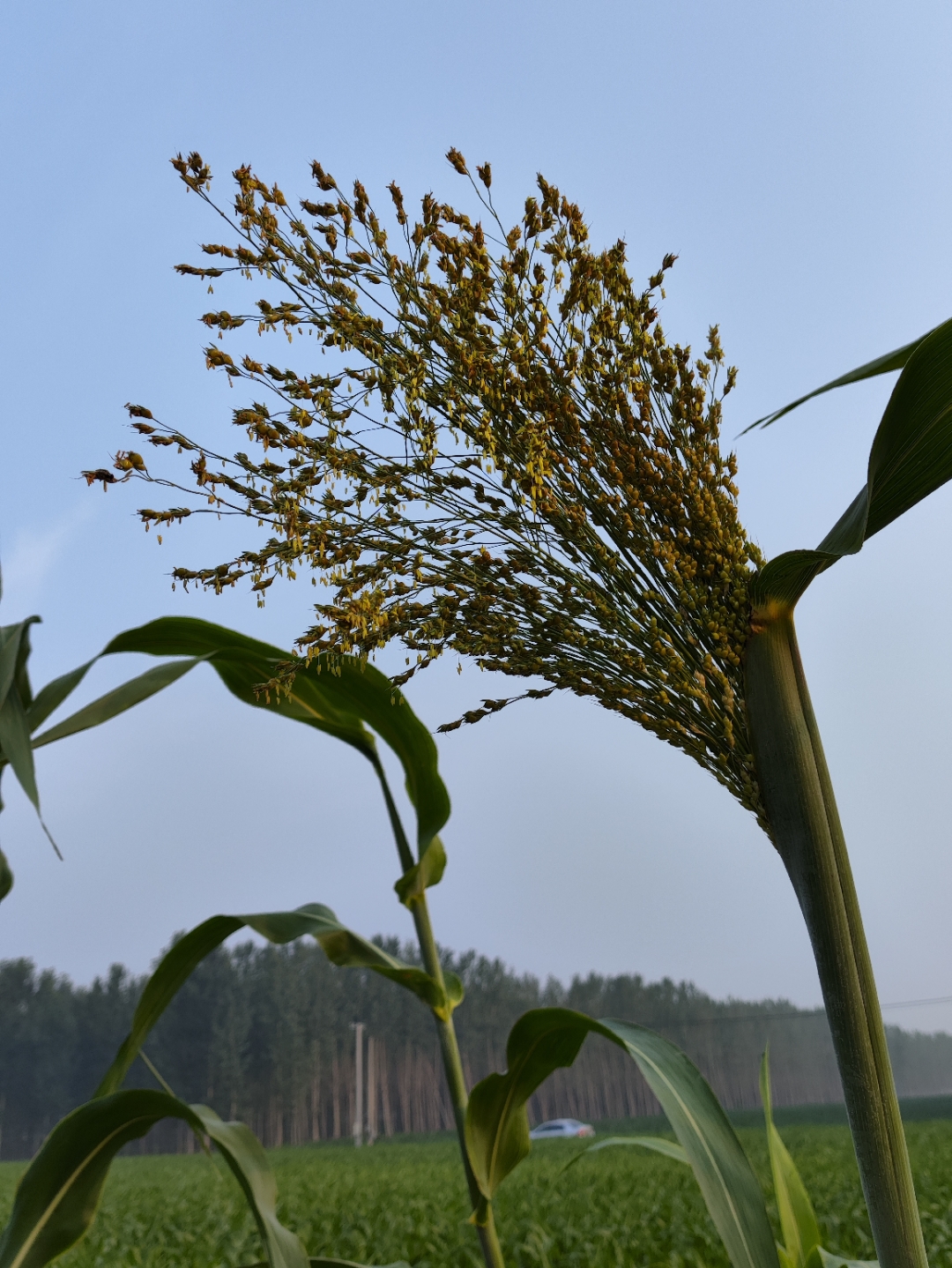 《高粱扬花》 --夏天的精彩,见证在挺拔的高粱杆上,青绿色的穗头上