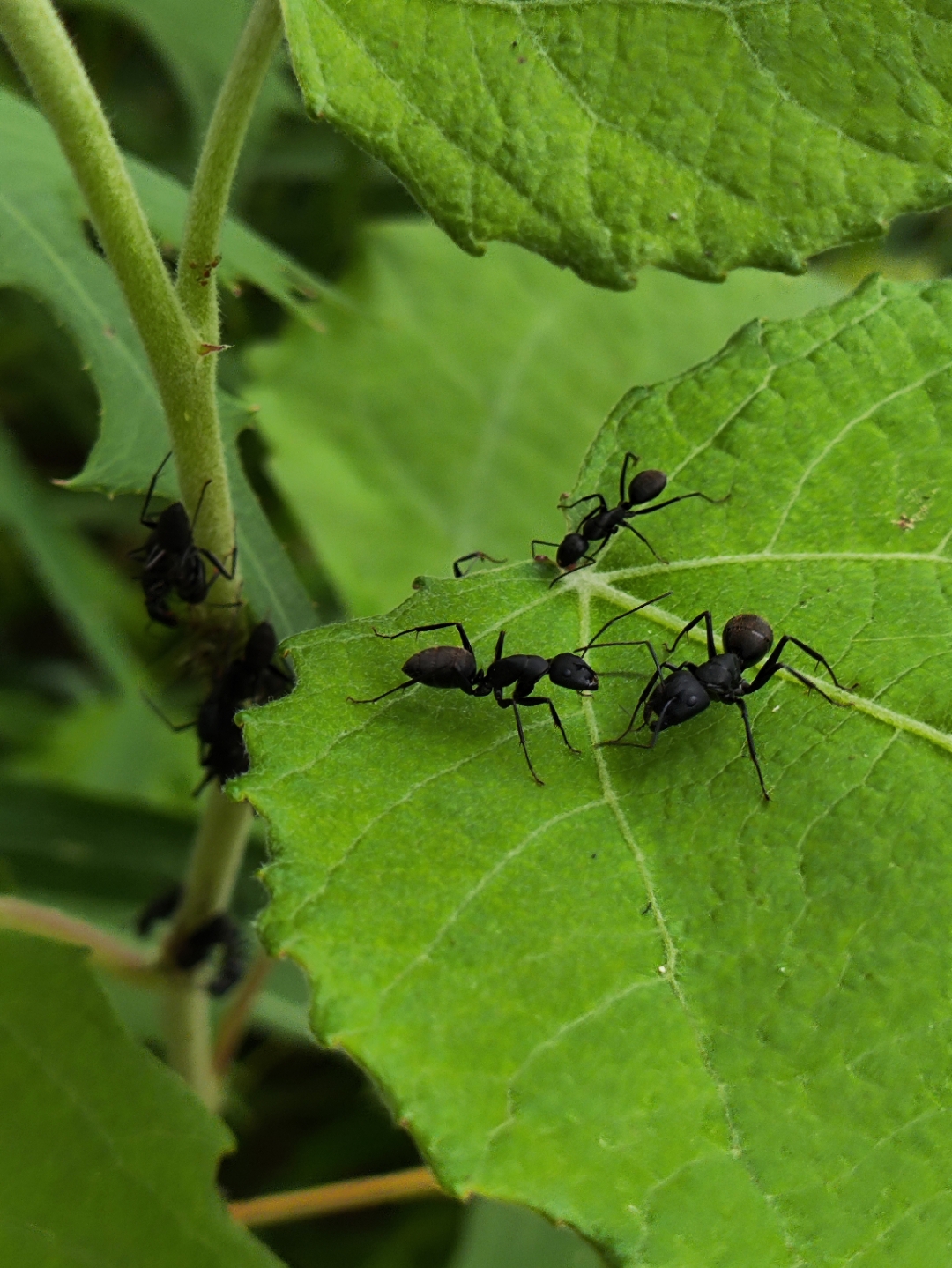 莱州市乡村田野 编拍:莱州土山黑蚂蚁黑蚂蚁图片蚂蚁的图片小黑蚂蚁