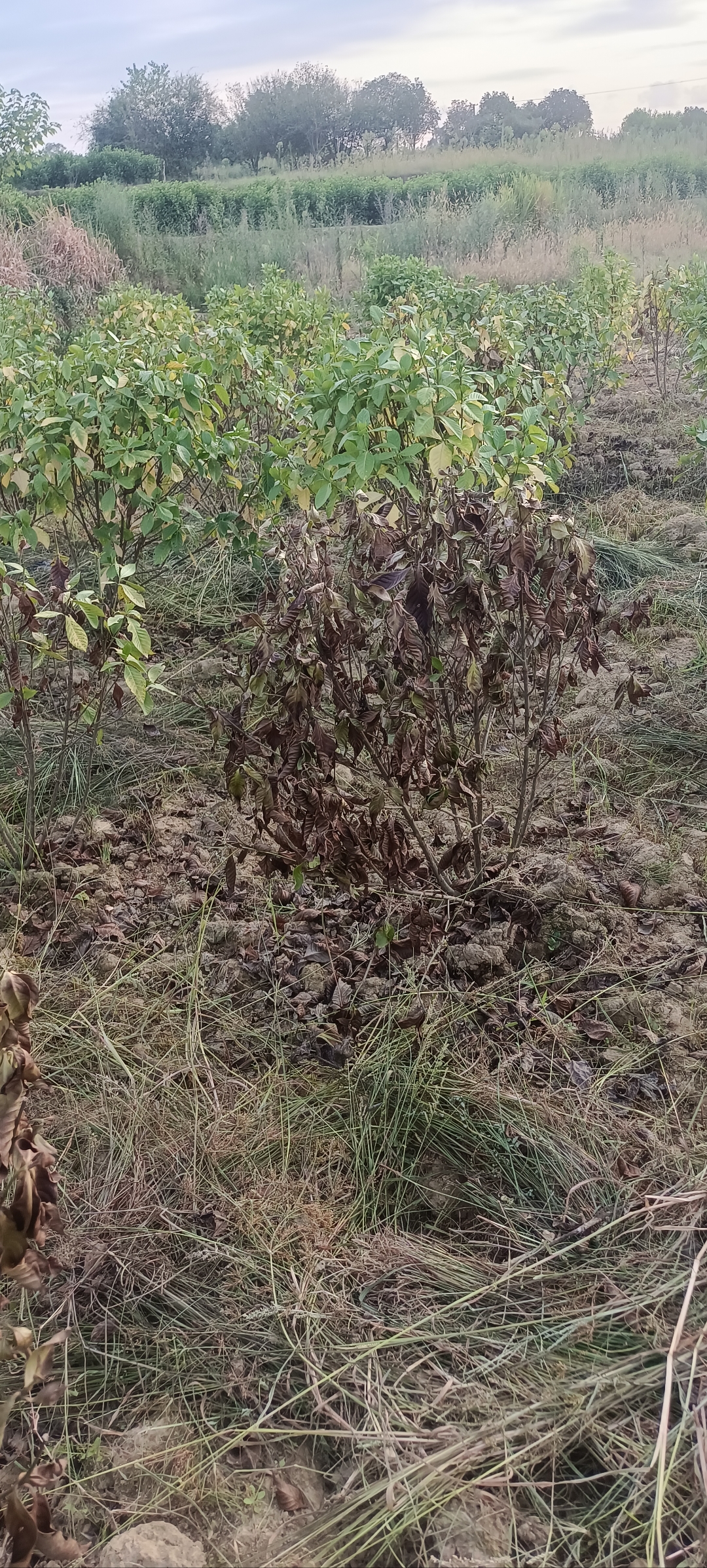 土栽的栀子花苗2个月了,这样了还有救吗?请养花的大神帮忙指导一下!