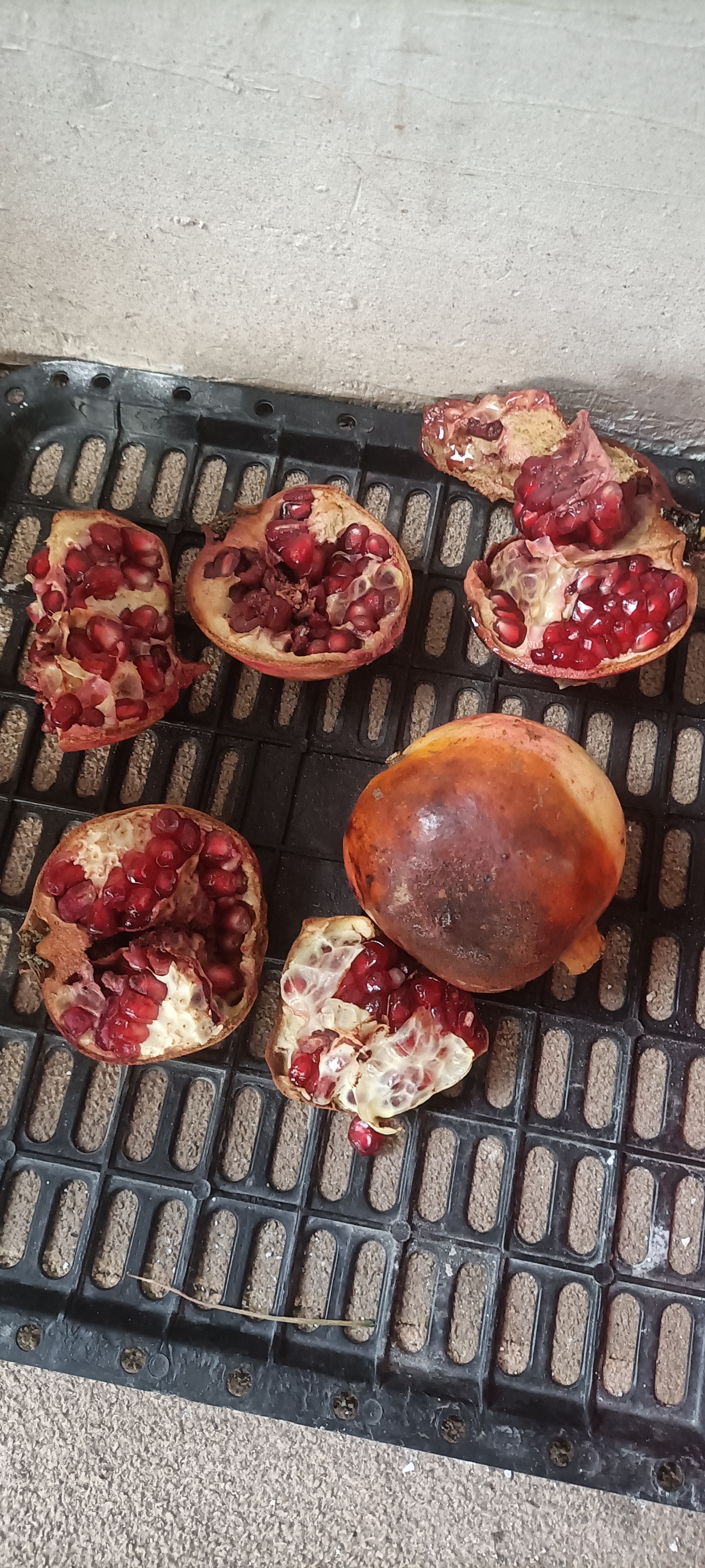 上一次在网上买了一箱石榴,刚开始发现只有一个烂了的,没舍得扔,想着