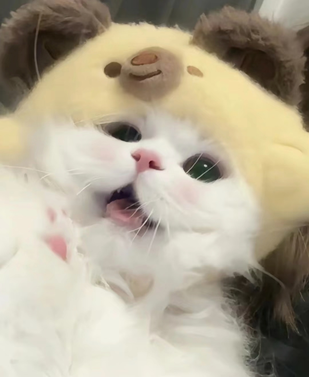 * 猫猫头像~前2张是闺蜜头像哦 --甜妹必备--