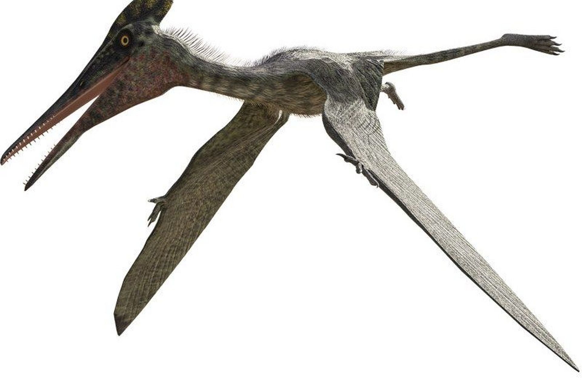 科罗拉多斯翼龙        科罗拉多斯翼龙的化石包含部份头颅骨与其他的