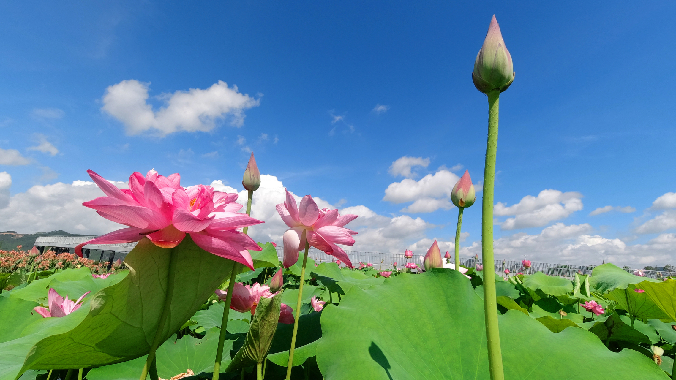 夏日来贵港覃塘,开启一场梦幻的荷花盛宴 贵港覃塘区