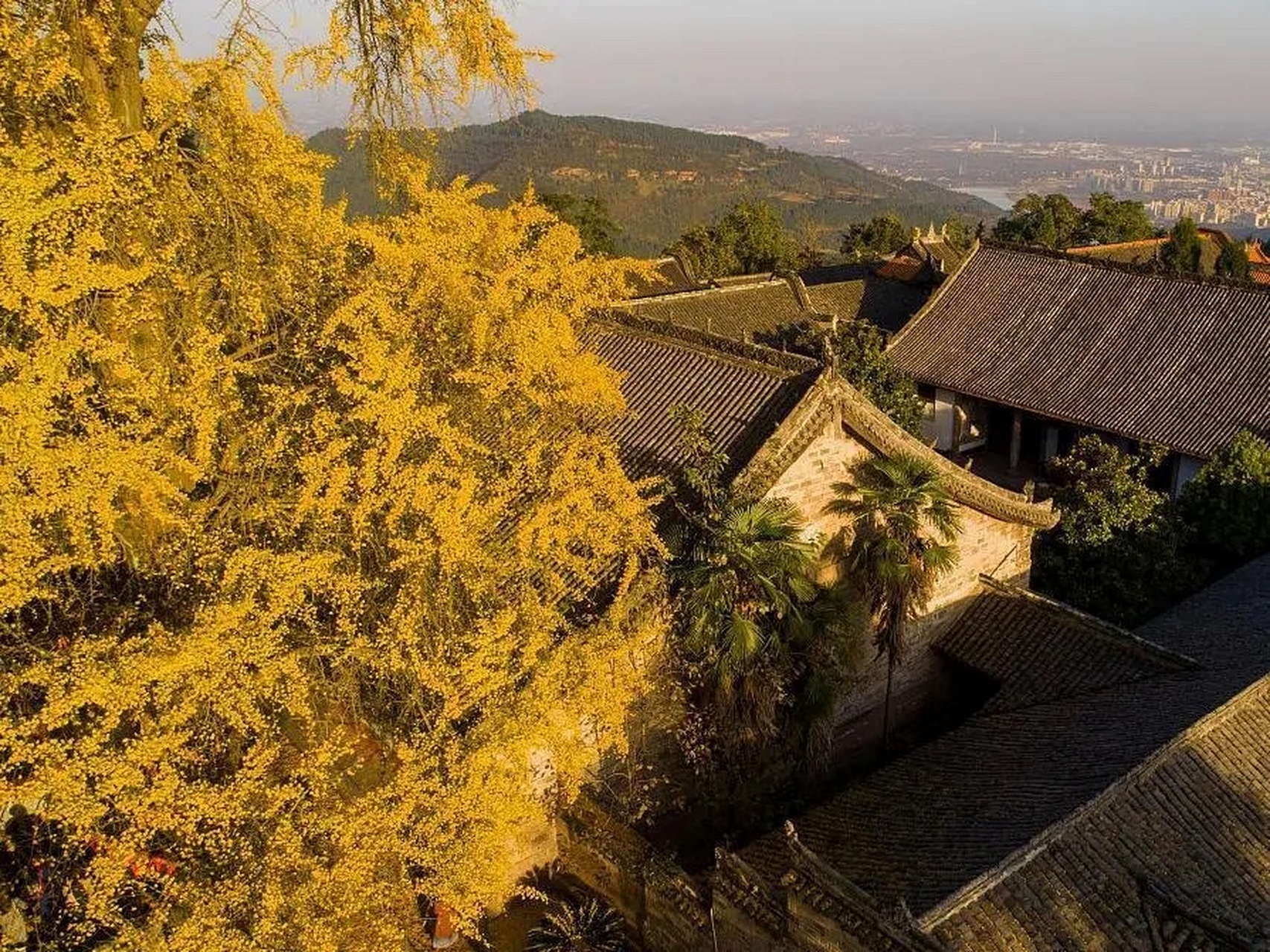 成都周边私藏的小众银杏秘境 #秋日环游指南# 金堂云顶山慈云寺是成都