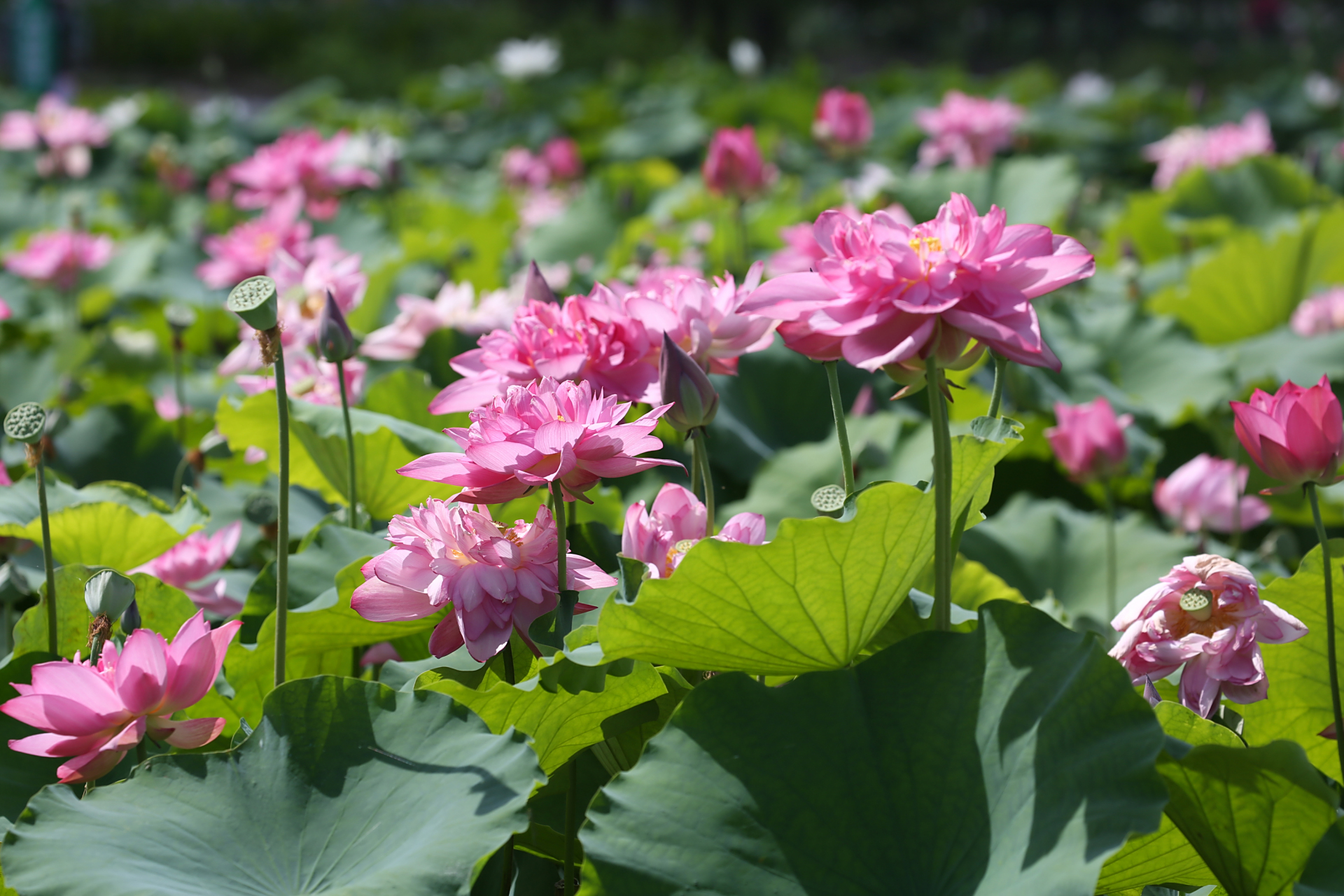 荷花亭亭玉立,色彩斑斓,是属于广西的夏天 贵港覃塘区荷花节是每年