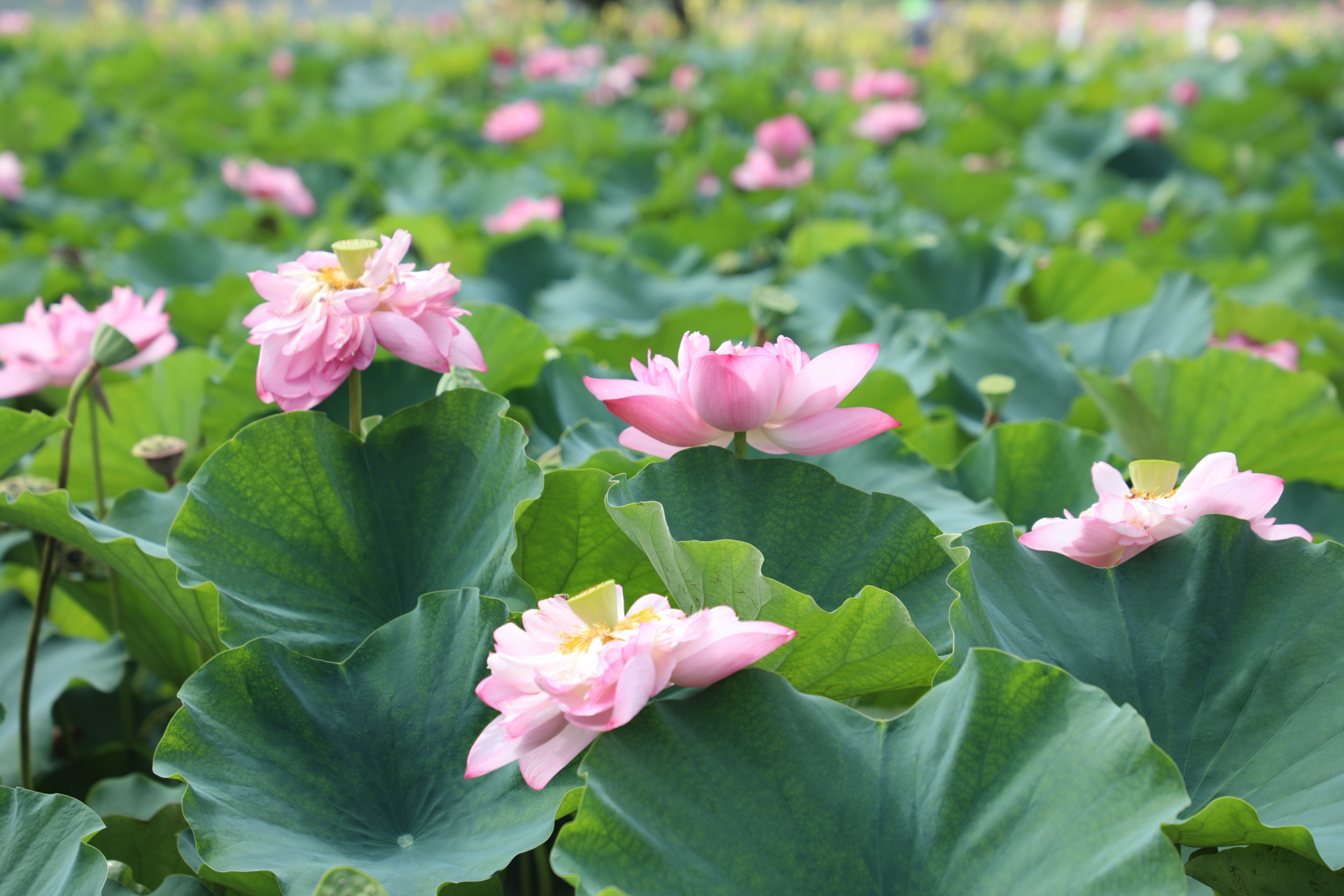 贵港覃塘区即将于7月29日盛大举行荷花节的开幕仪式,预计将吸引大批