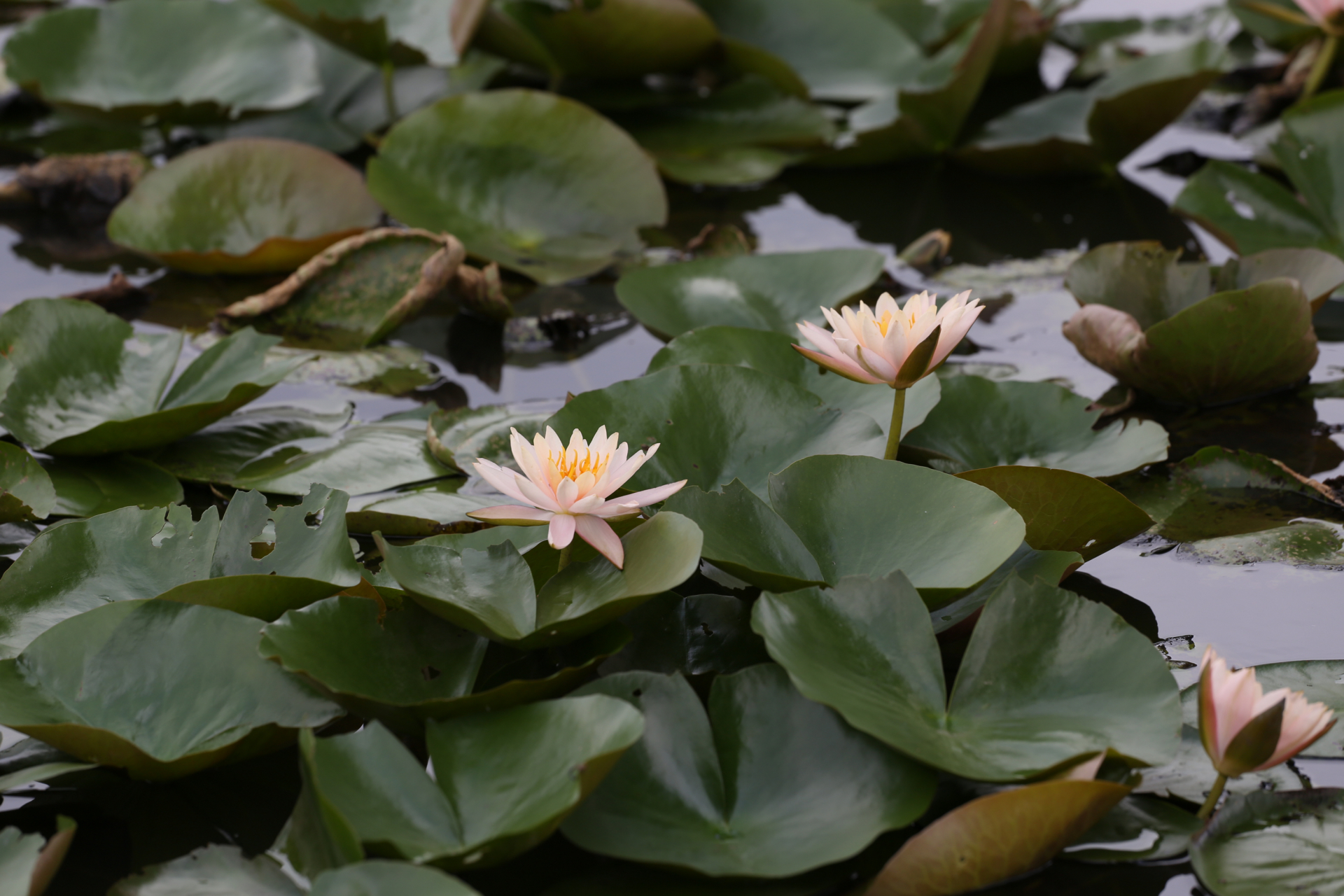 夏日来贵港覃塘,开启一场梦幻的荷花盛宴 贵港覃塘区荷花节是一场举世