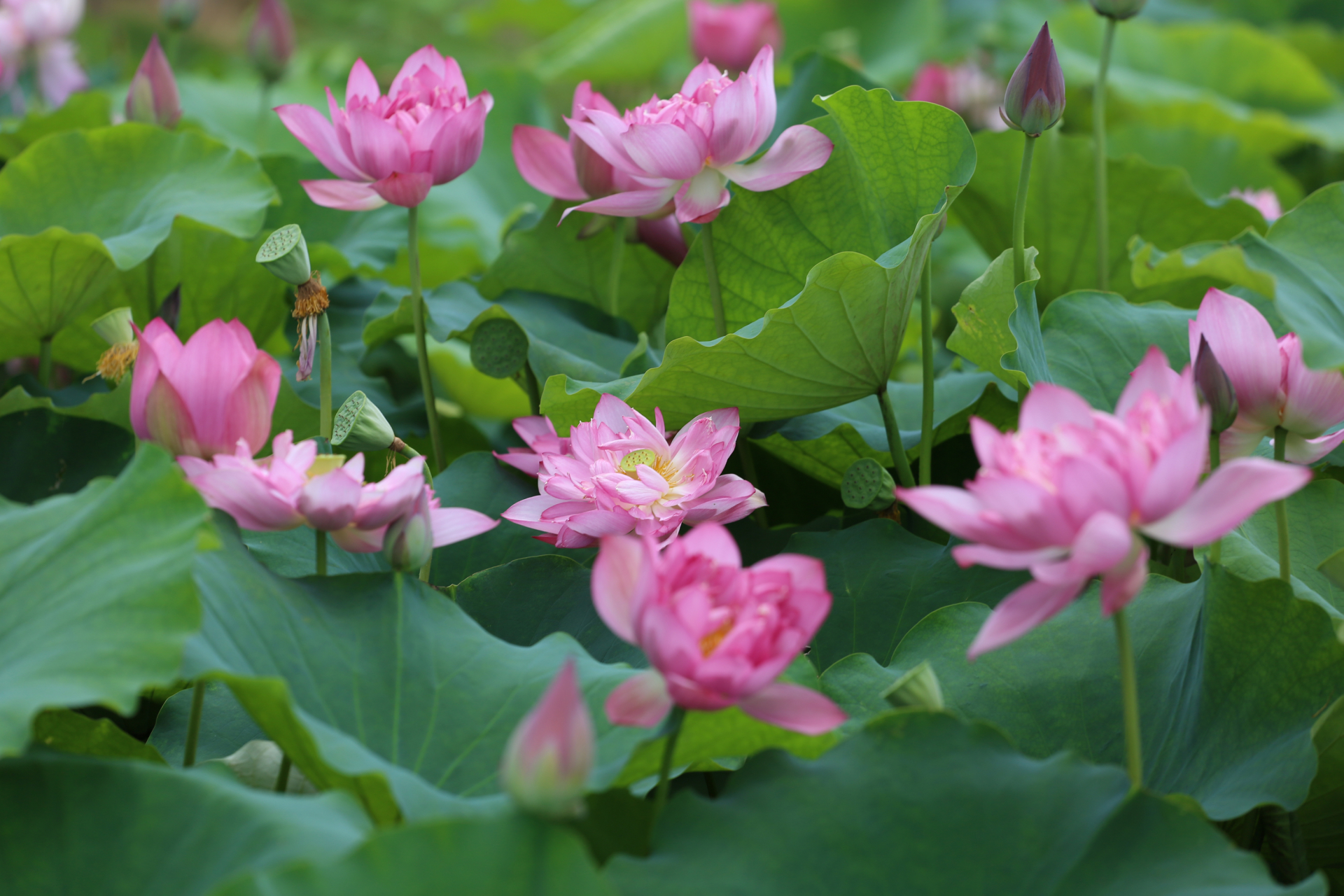 贵港覃塘区荷花文化节将于7.
