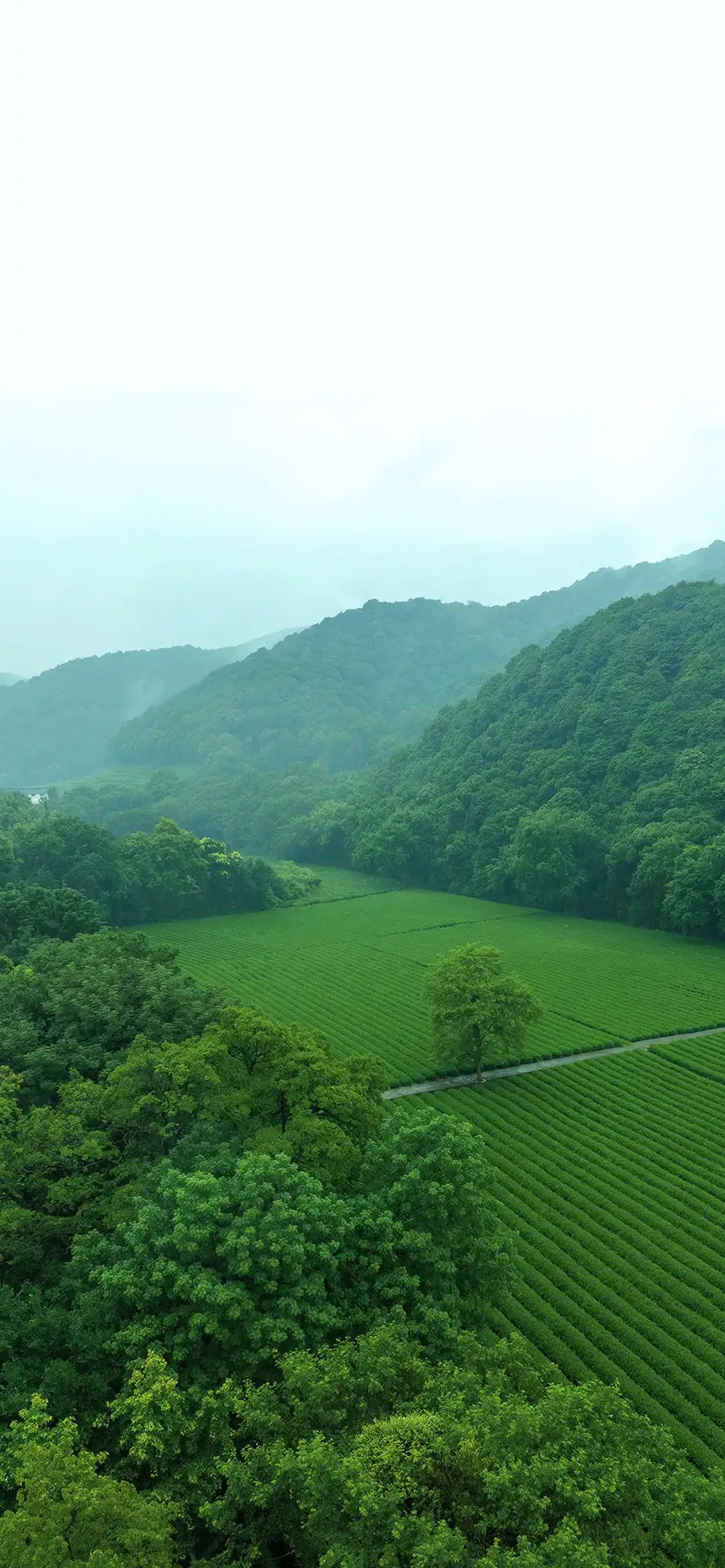 春雨绵绵润大地