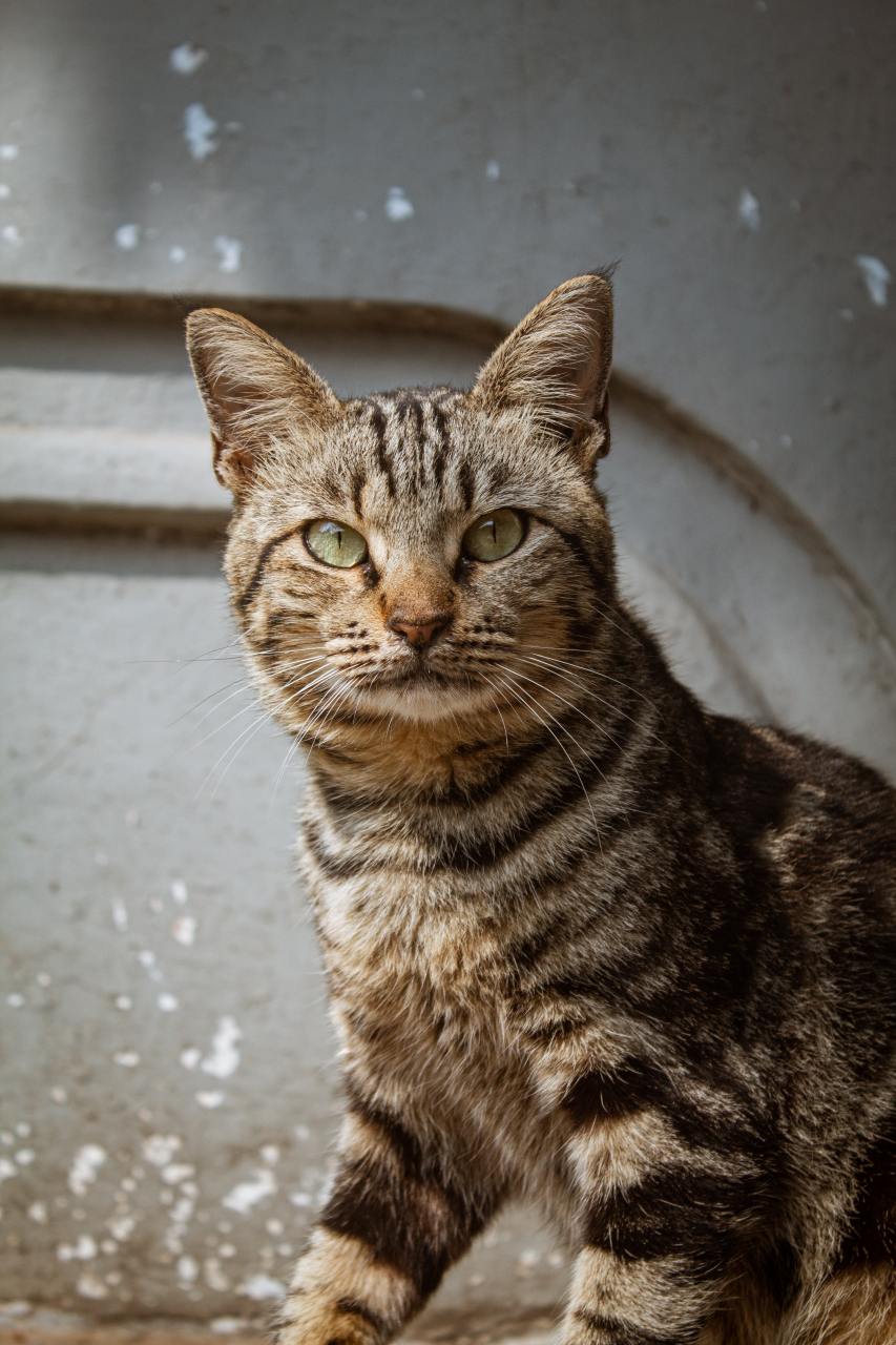 猫咪#还记得曾经陪伴奶奶身边的一只小花猫,它不会嫌弃你衰老,不会