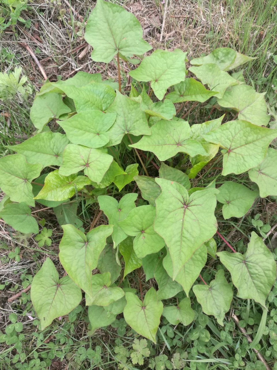 具有消食功效的野荞菜.