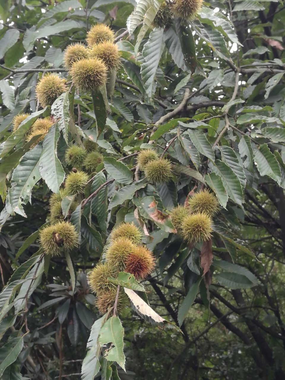 每日打卡# 小粒野生板栗,又叫毛栗,纯天然,虽然小粒,但味道不错哦.